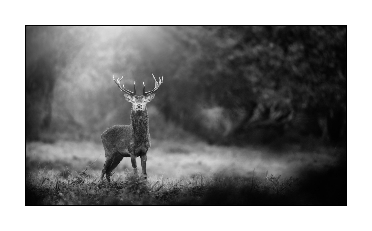 nuances-de-noirs-et-de-blancs/046-regards-de-cerfs-pendant-le-brame/edition-limitee/fr/23-regard-de-cerf-pendant-le-brame-200928CHABRA1061B