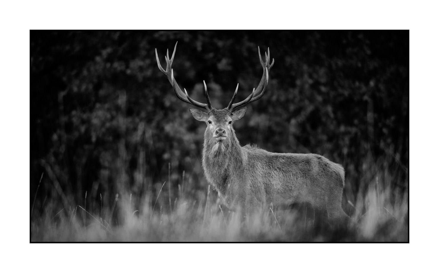 nuances-de-noirs-et-de-blancs/046-regards-de-cerfs-pendant-le-brame/edition-limitee/fr/27-regard-de-cerf-pendant-le-brame-200928CHABRA1048B