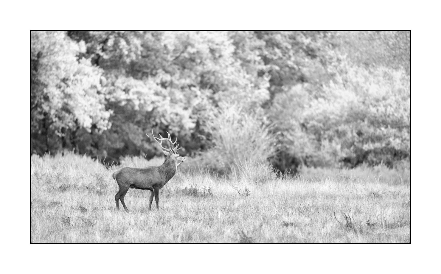nuances-de-noirs-et-de-blancs/046-regards-de-cerfs-pendant-le-brame/edition-limitee/fr/29-regard-de-cerf-pendant-le-brame-200928CHABRA0227B