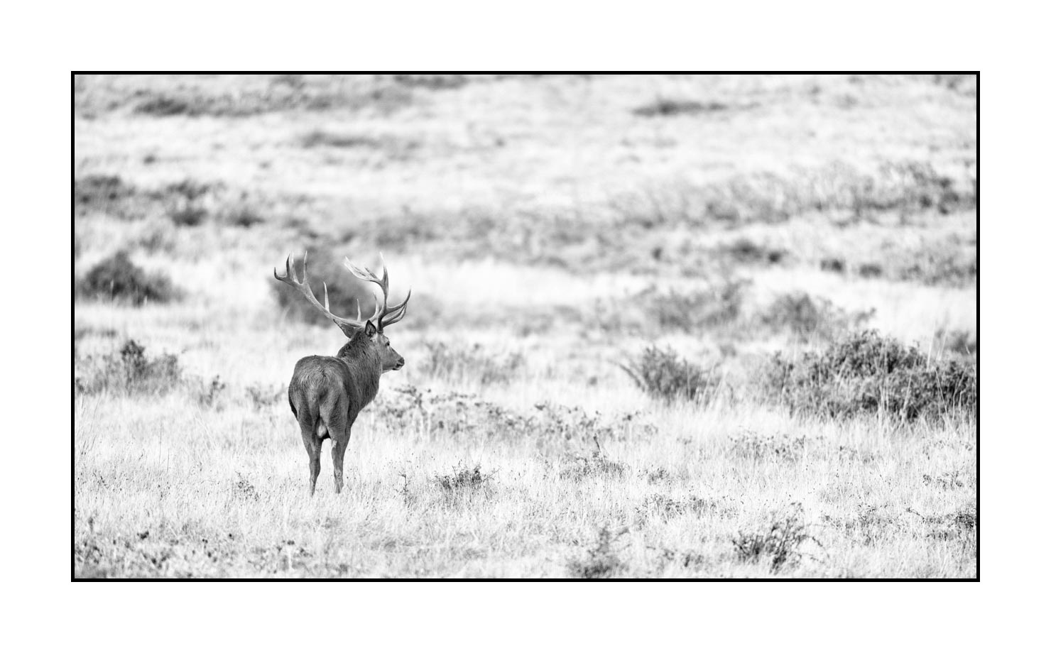 nuances-de-noirs-et-de-blancs/046-regards-de-cerfs-pendant-le-brame/edition-limitee/fr/30-regard-de-cerf-pendant-le-brame-200928CHABRA0303B