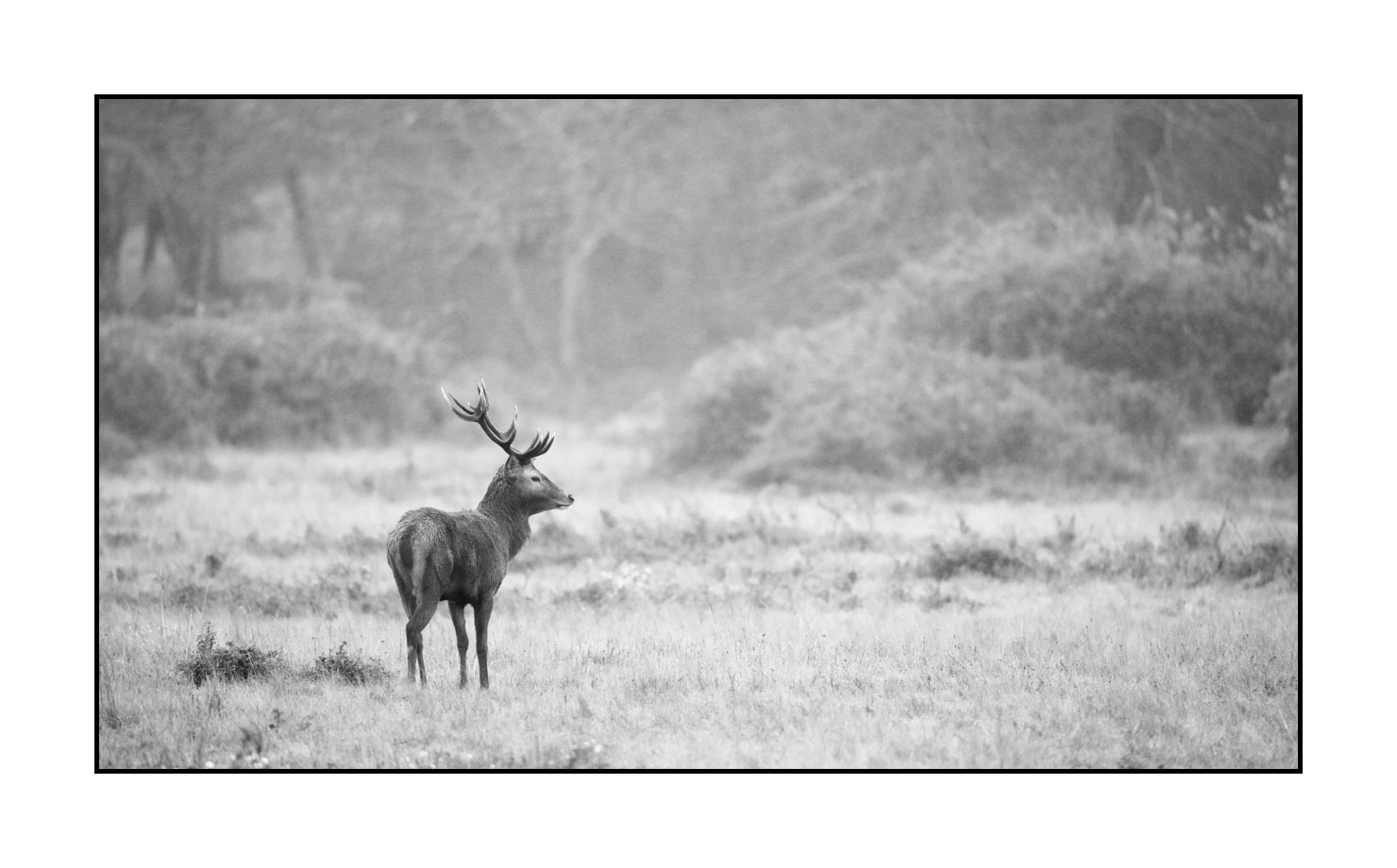 nuances-de-noirs-et-de-blancs/046-regards-de-cerfs-pendant-le-brame/edition-limitee/fr/33-regard-de-cerf-pendant-le-brame-200928CHABRA0961B