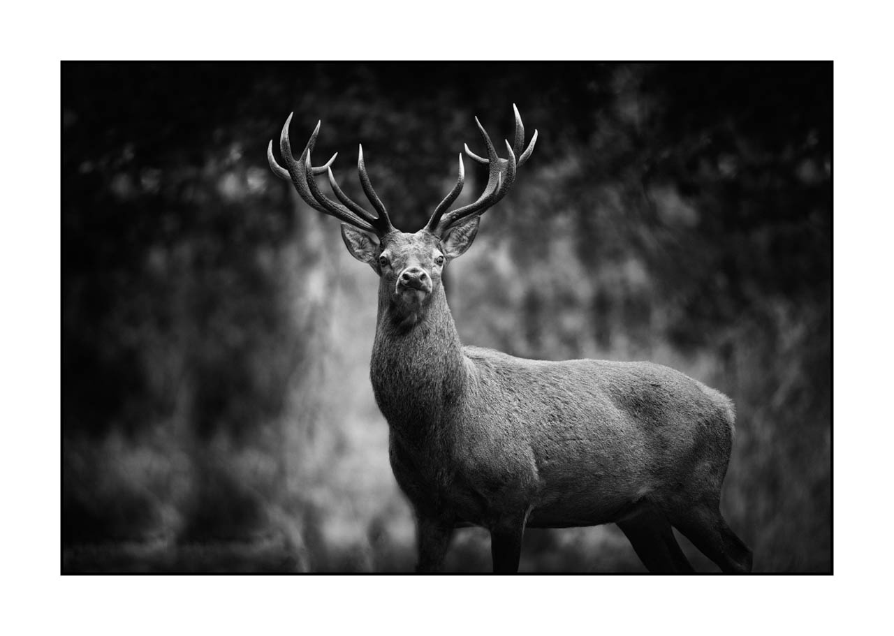 nuances-de-noirs-et-de-blancs/046-regards-de-cerfs-pendant-le-brame/edition-limitee/fr/38-regard-de-cerf-pendant-le-brame-220925BRACHM0066B