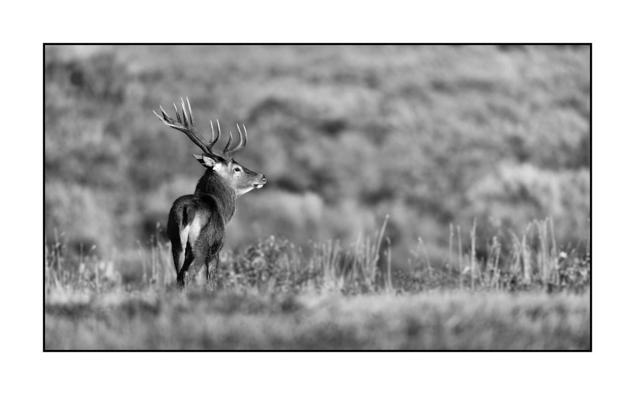 nuances-de-noirs-et-de-blancs/046-regards-de-cerfs-pendant-le-brame/edition-limitee/fr/46-regard-de-cerf-pendant-le-brame-220925BRACHM0022B