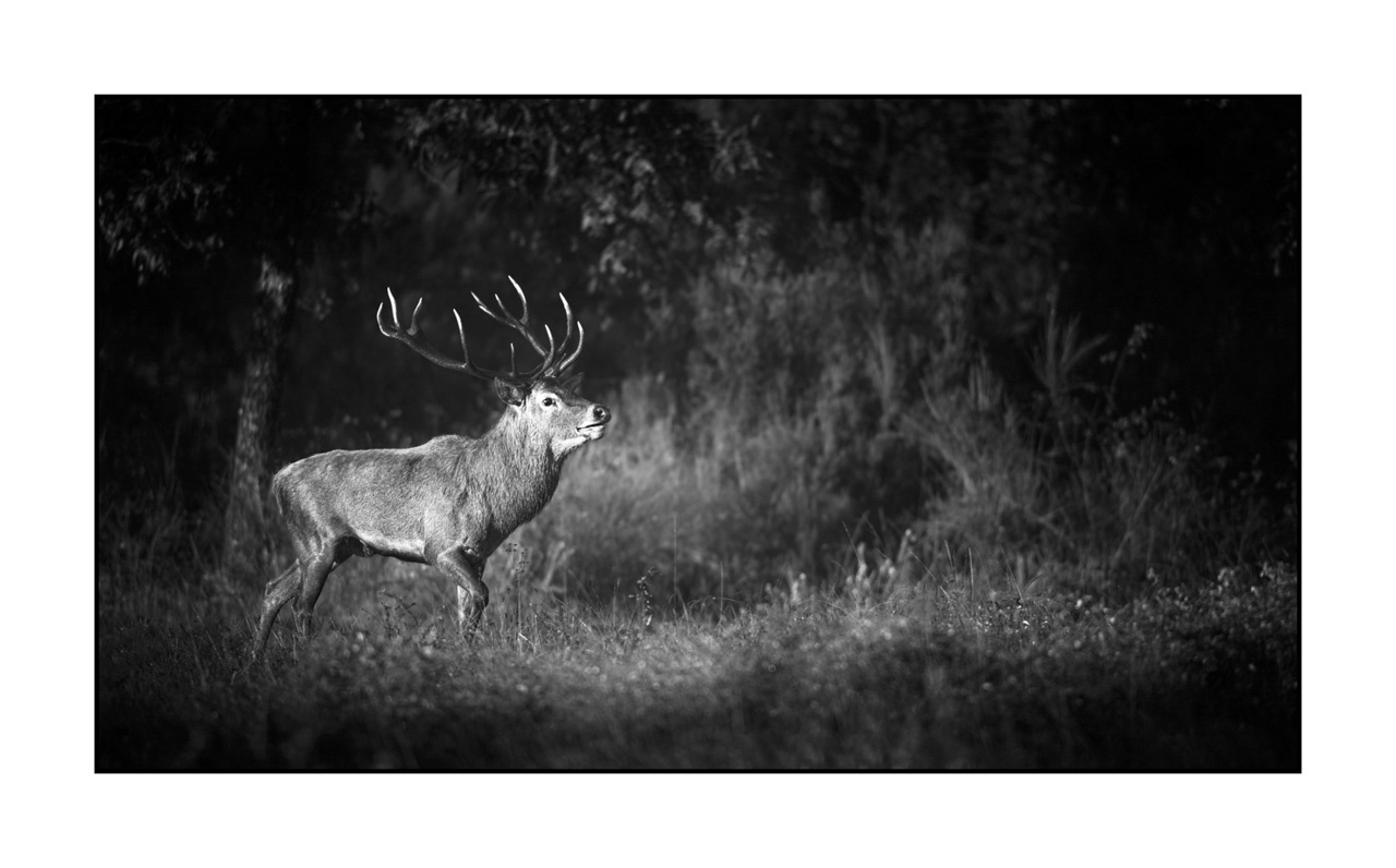 nuances-de-noirs-et-de-blancs/046-regards-de-cerfs-pendant-le-brame/edition-ouverte/en/open-edition-1967-169B