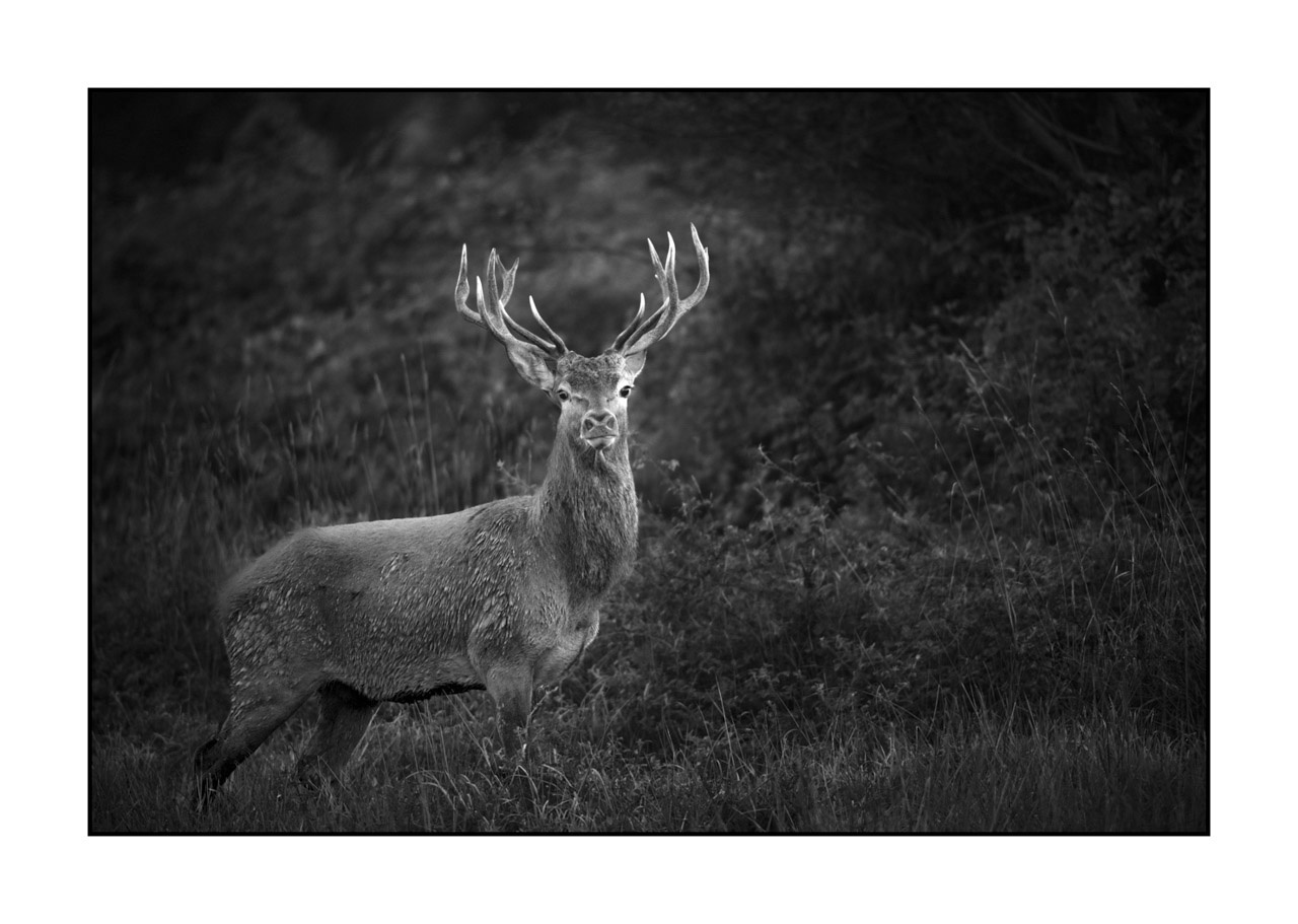 nuances-de-noirs-et-de-blancs/046-regards-de-cerfs-pendant-le-brame/edition-ouverte/en/open-edition-1968-32B