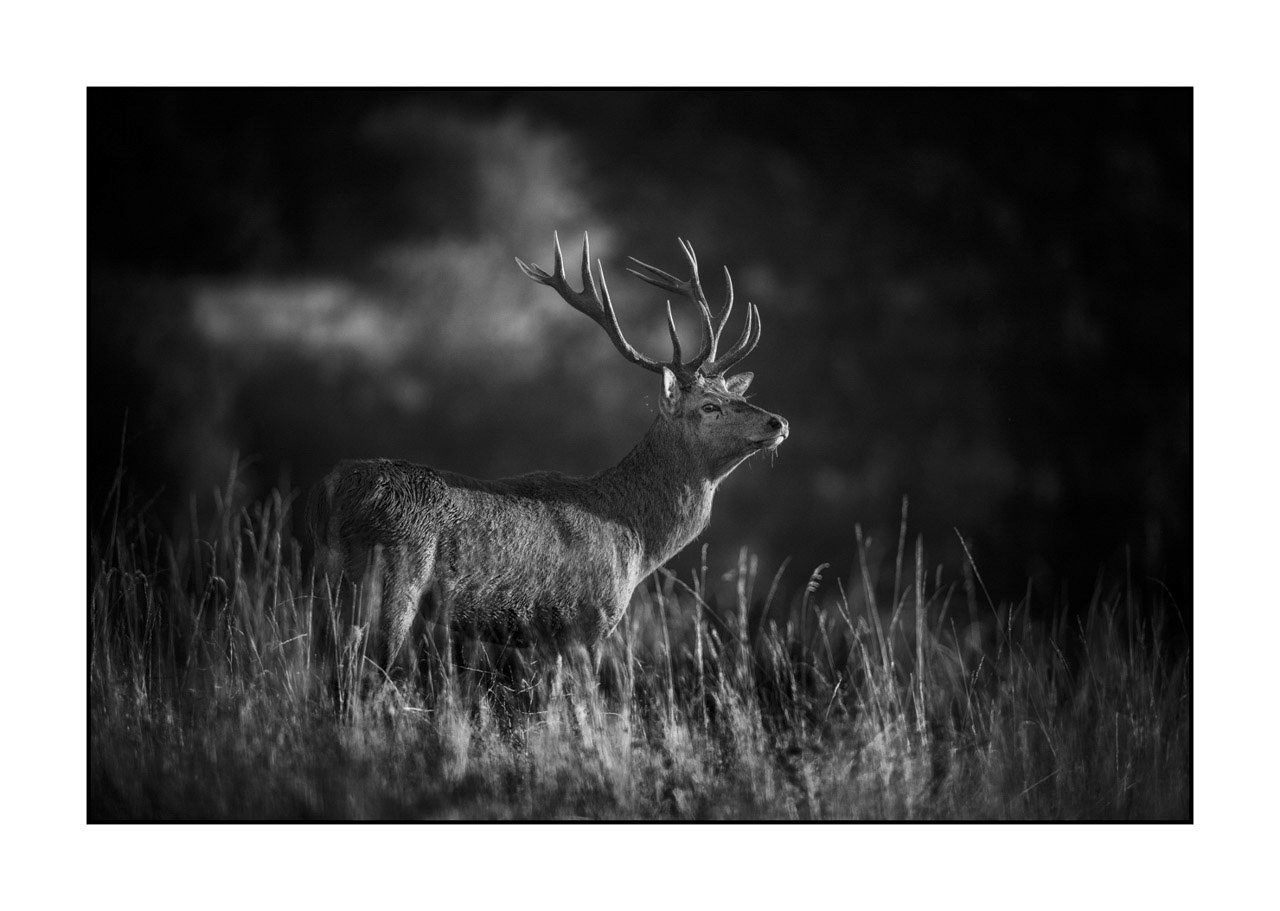 nuances-de-noirs-et-de-blancs/046-regards-de-cerfs-pendant-le-brame/edition-ouverte/en/open-edition-1969-32B