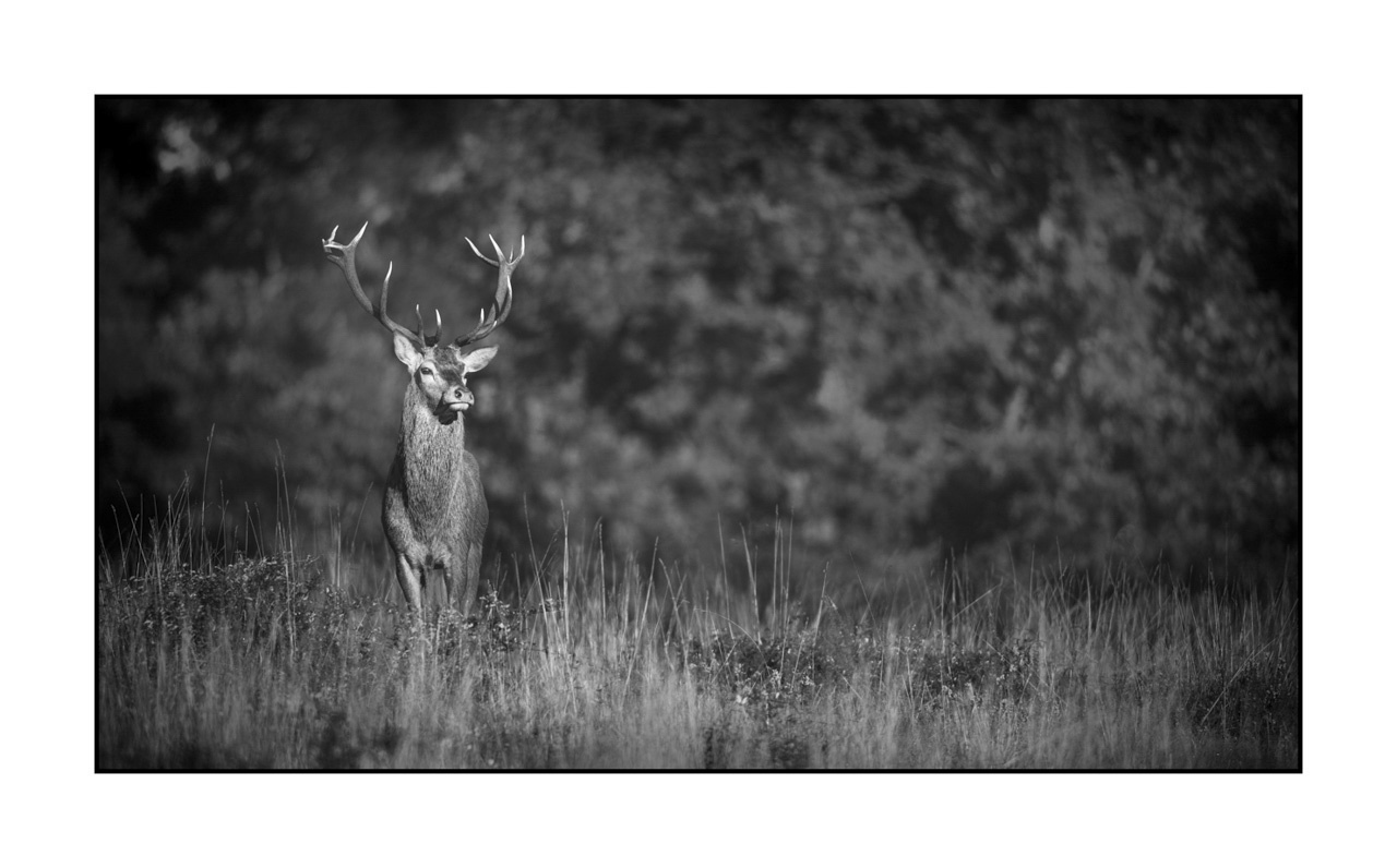 nuances-de-noirs-et-de-blancs/046-regards-de-cerfs-pendant-le-brame/edition-ouverte/fr/edition-ouverte-1966-169B