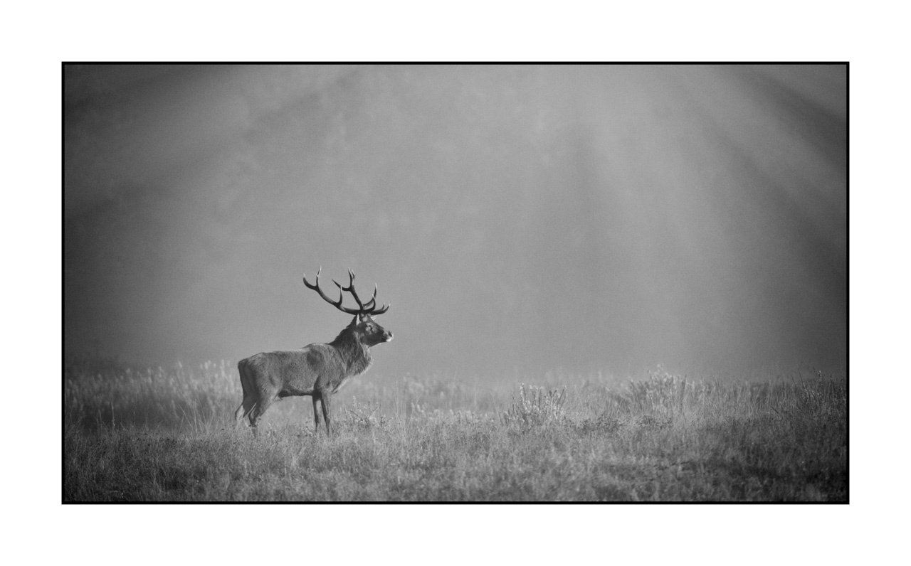 nuances-de-noirs-et-de-blancs/046-regards-de-cerfs-pendant-le-brame/edition-ouverte/fr/edition-ouverte-1970-169B
