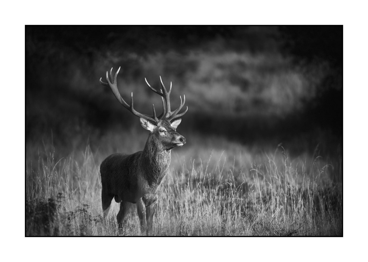 nuances-de-noirs-et-de-blancs/046-regards-de-cerfs-pendant-le-brame/edition-ouverte/fr/edition-ouverte-1971-32B