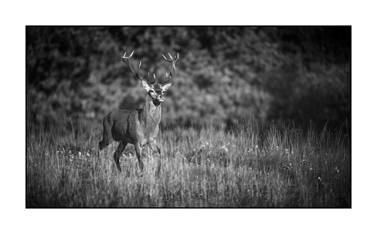 nuances-de-noirs-et-de-blancs/046-regards-de-cerfs-pendant-le-brame/edition-ouverte/fr/edition-ouverte-1972-169B