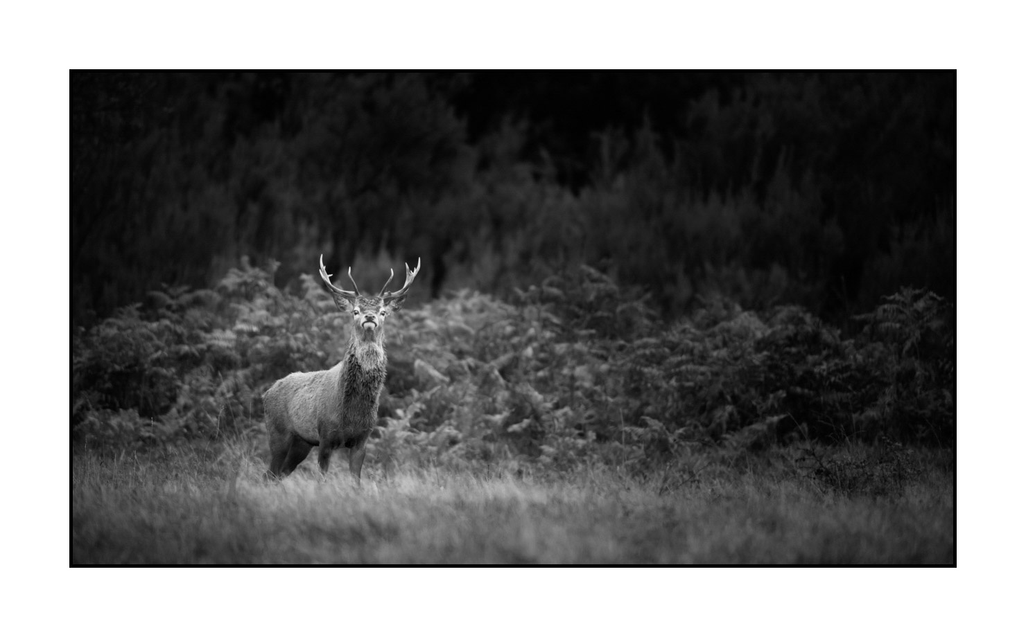 nuances-de-noirs-et-de-blancs/046-regards-de-cerfs-pendant-le-brame/fr/06-regard-de-cerf-pendant-le-brame-190920CHMBRA1227B