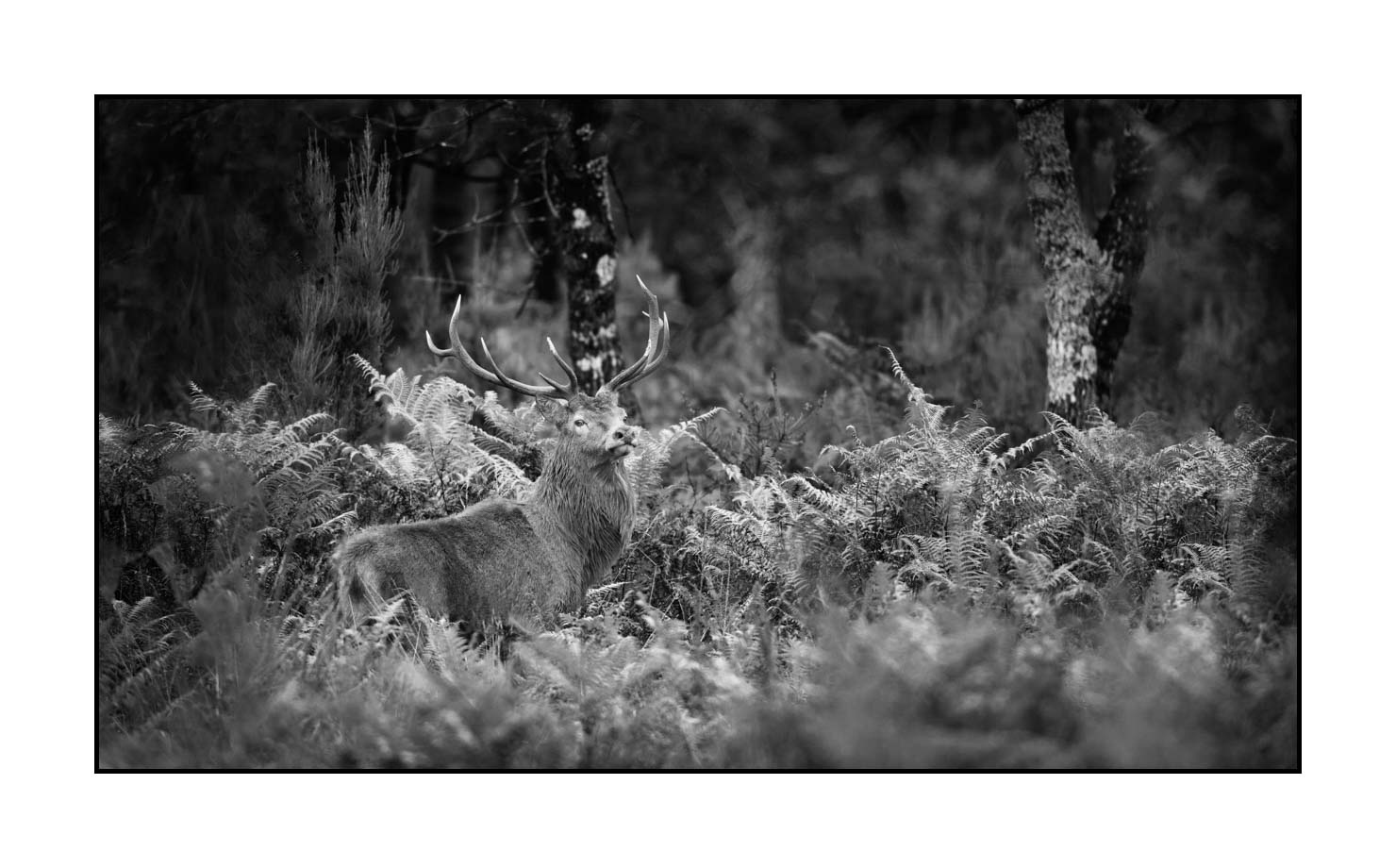 nuances-de-noirs-et-de-blancs/046-regards-de-cerfs-pendant-le-brame/fr/07-regard-de-cerf-pendant-le-brame-190920CHMBRA0251B
