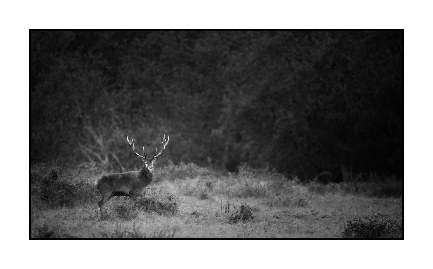 nuances-de-noirs-et-de-blancs/046-regards-de-cerfs-pendant-le-brame/fr/08-regard-de-cerf-pendant-le-brame-190920CHMBRA0844B