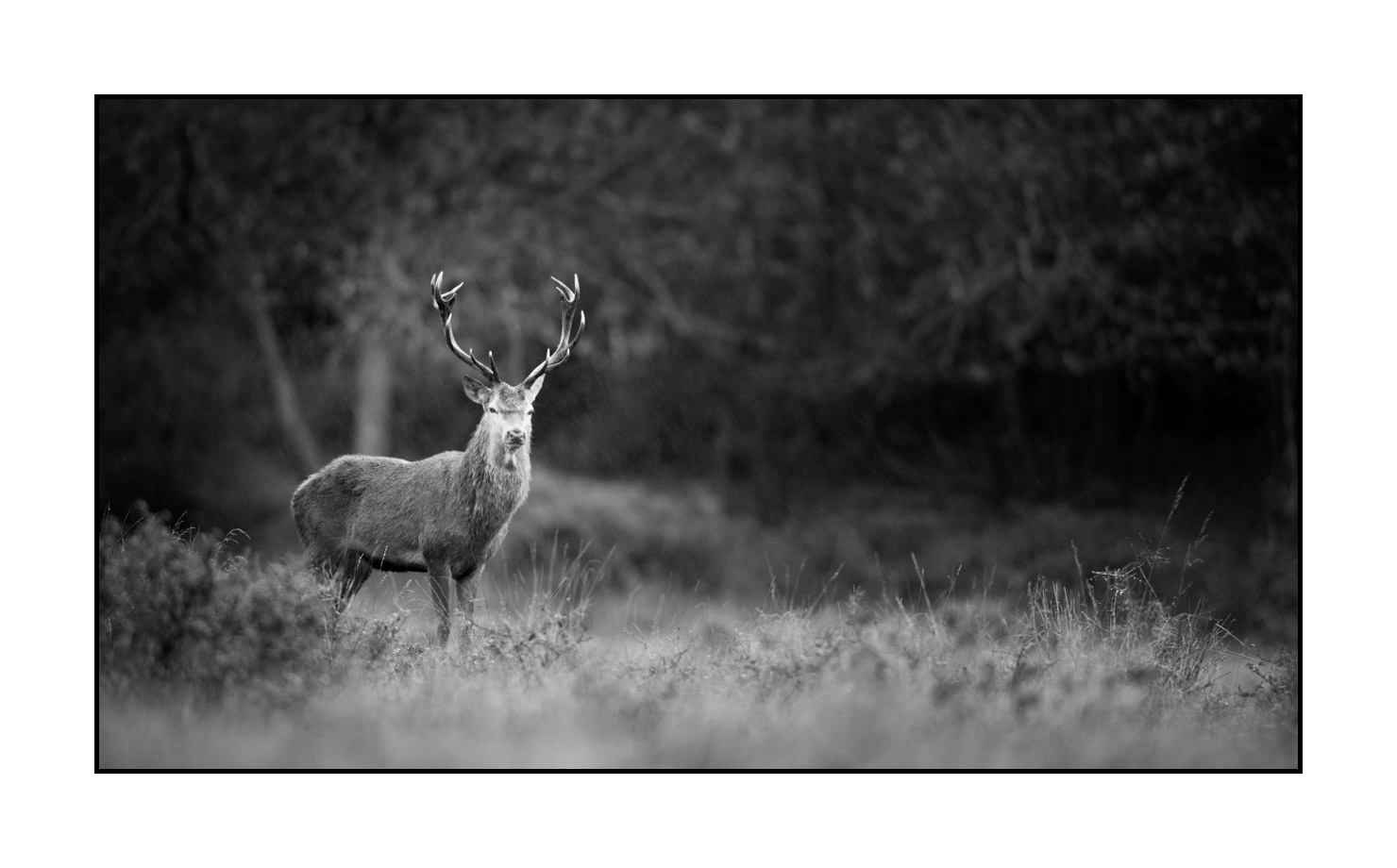 nuances-de-noirs-et-de-blancs/046-regards-de-cerfs-pendant-le-brame/fr/09-regard-de-cerf-pendant-le-brame-190920CHMBRA1096B