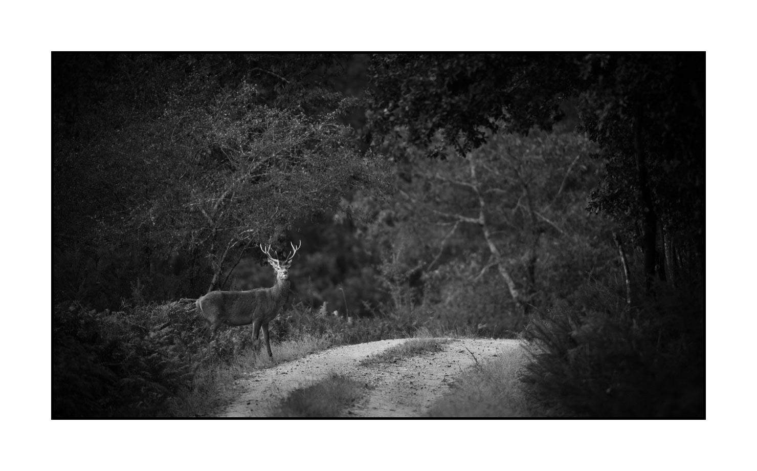 nuances-de-noirs-et-de-blancs/046-regards-de-cerfs-pendant-le-brame/fr/11-regard-de-cerf-pendant-le-brame-190920CHMBRA0010B