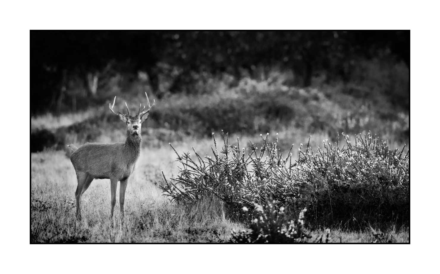 nuances-de-noirs-et-de-blancs/046-regards-de-cerfs-pendant-le-brame/fr/13-regard-de-cerf-pendant-le-brame-190920CHMBRA0168B