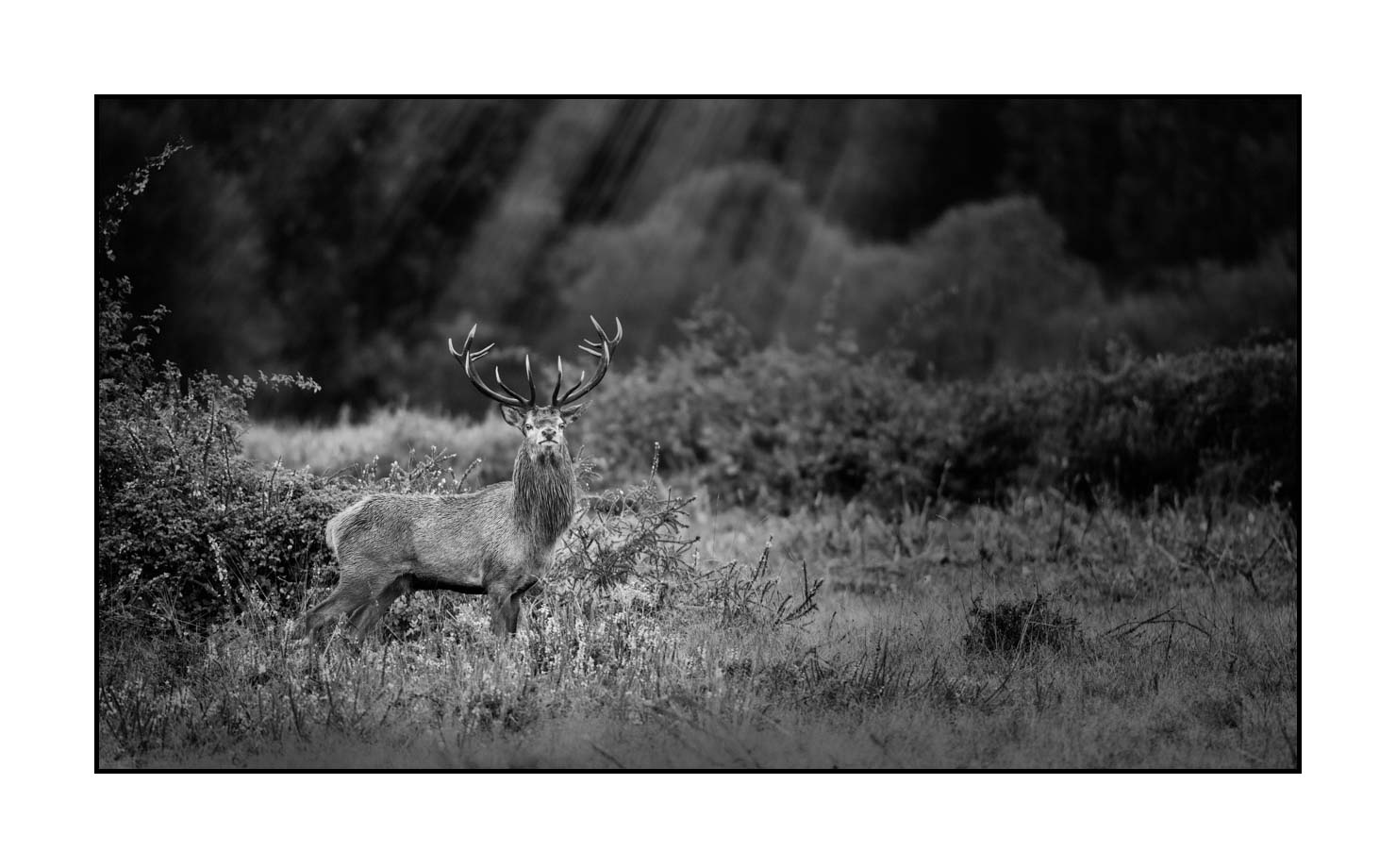 nuances-de-noirs-et-de-blancs/046-regards-de-cerfs-pendant-le-brame/fr/16-regard-de-cerf-pendant-le-brame-200928CHABRA0491B