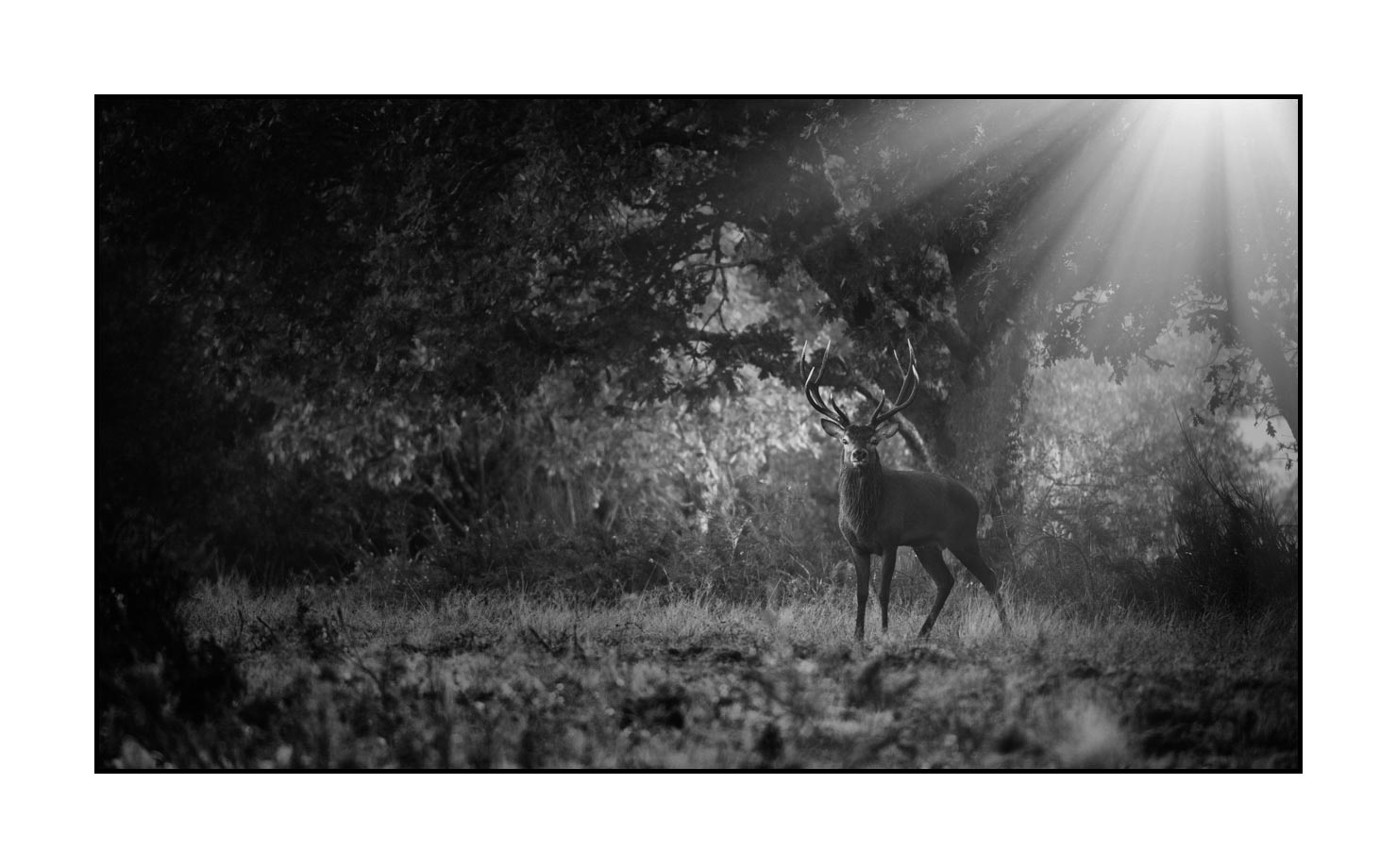nuances-de-noirs-et-de-blancs/046-regards-de-cerfs-pendant-le-brame/fr/18-regard-de-cerf-pendant-le-brame-200928CHABRA0655B