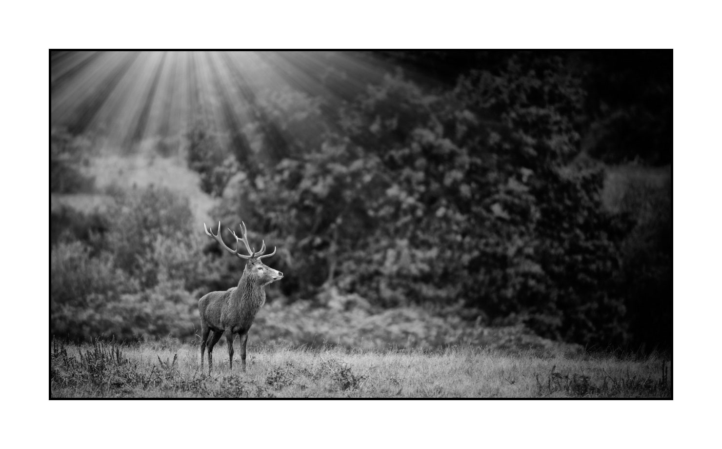nuances-de-noirs-et-de-blancs/046-regards-de-cerfs-pendant-le-brame/fr/19-regard-de-cerf-pendant-le-brame-200928CHABRA0755B