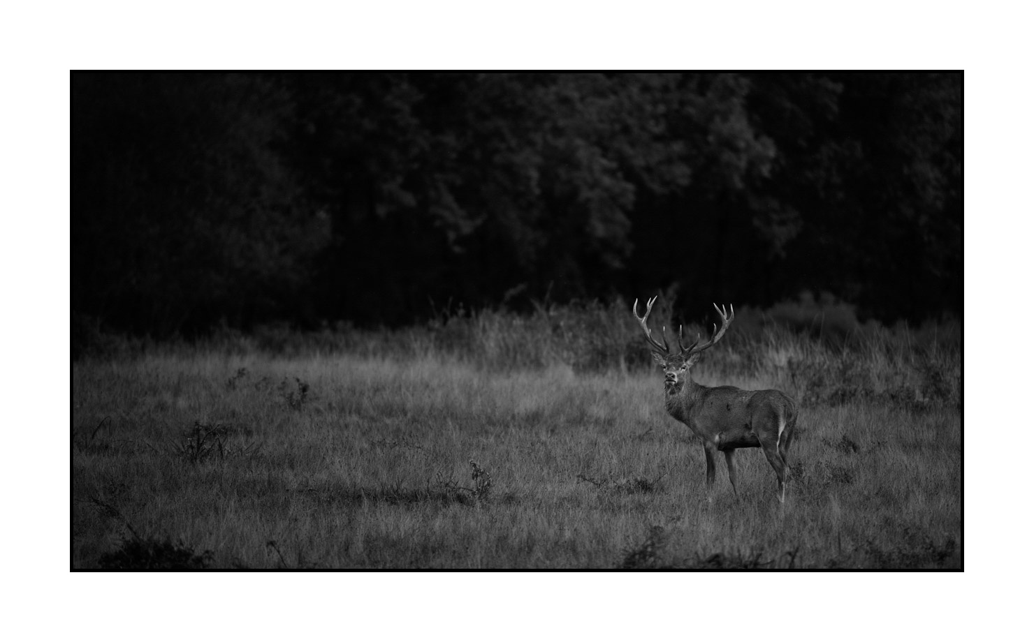 nuances-de-noirs-et-de-blancs/046-regards-de-cerfs-pendant-le-brame/fr/21-regard-de-cerf-pendant-le-brame-200928CHABRA0208B