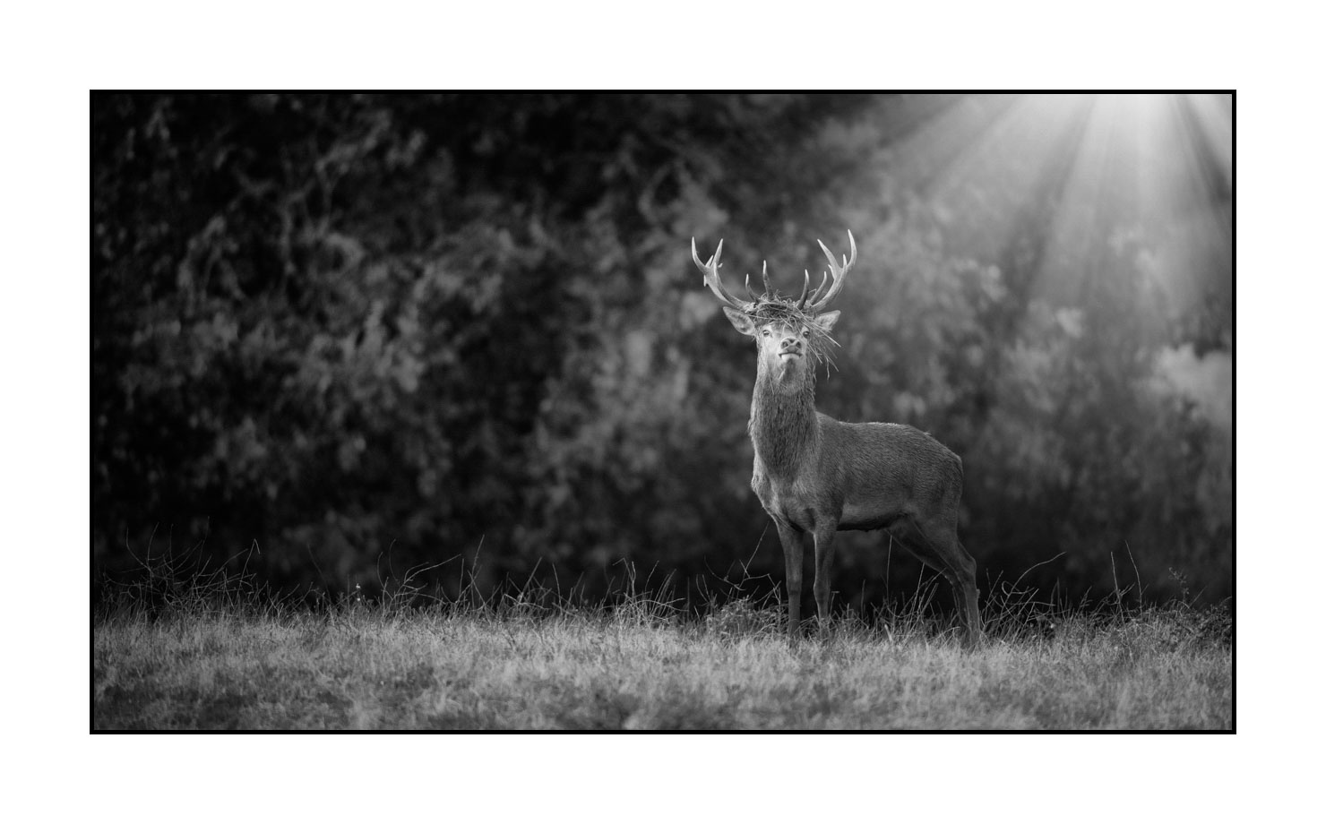 nuances-de-noirs-et-de-blancs/046-regards-de-cerfs-pendant-le-brame/fr/22-regard-de-cerf-pendant-le-brame-200928CHABRA0982B