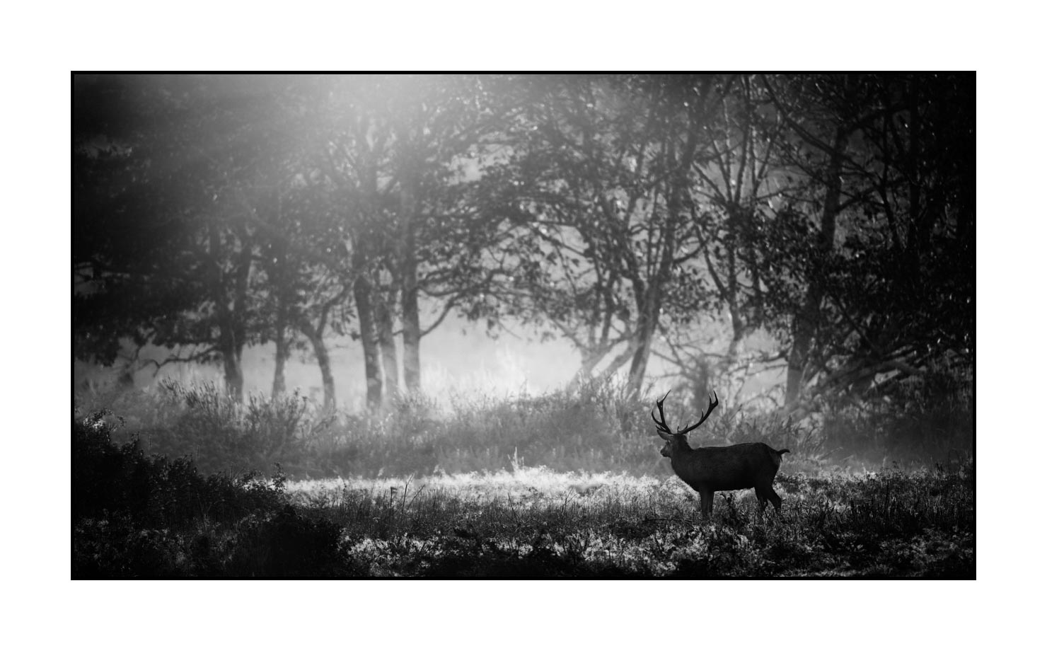 nuances-de-noirs-et-de-blancs/046-regards-de-cerfs-pendant-le-brame/fr/24-regard-de-cerf-pendant-le-brame-200928CHABRA1215B