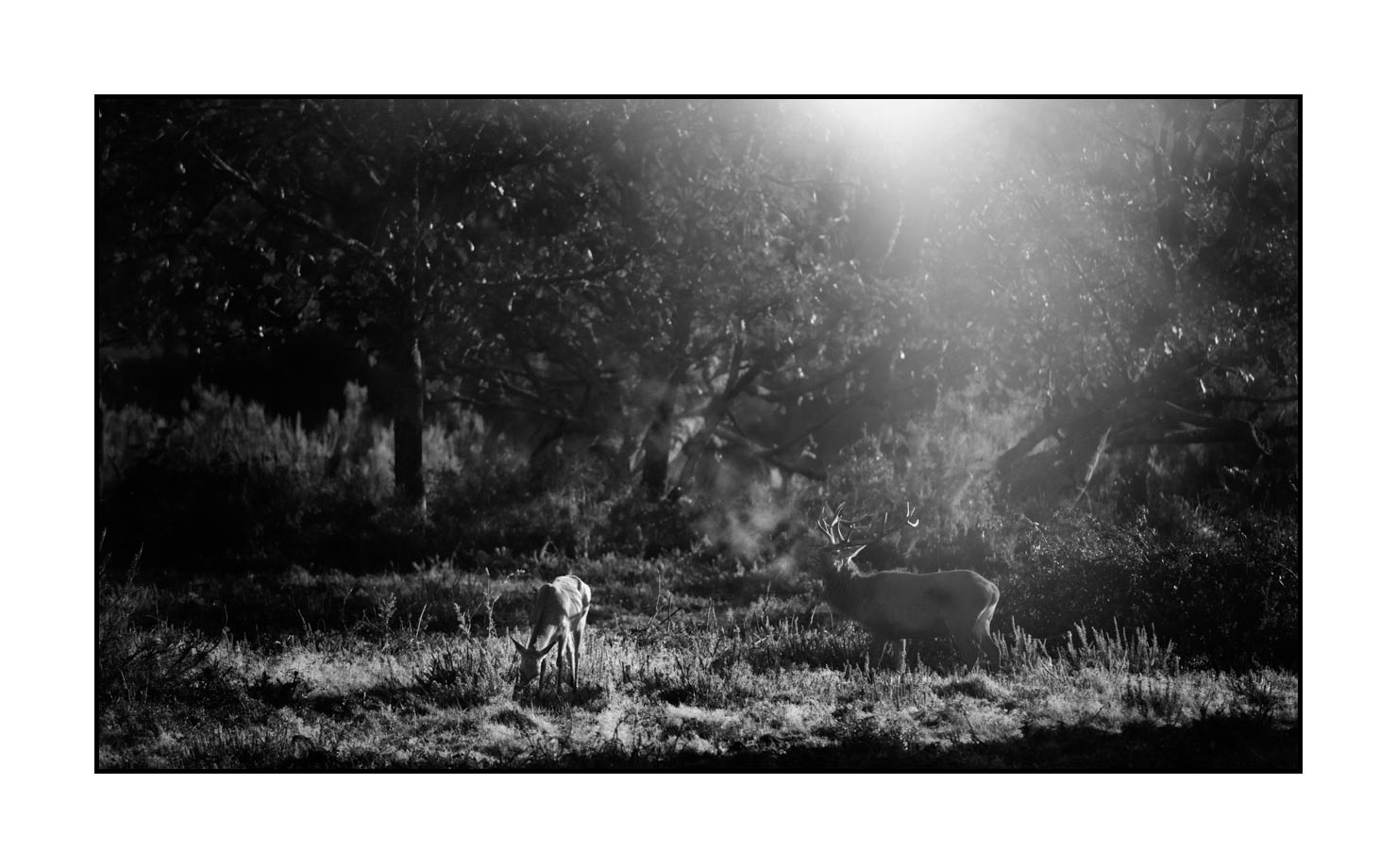 nuances-de-noirs-et-de-blancs/046-regards-de-cerfs-pendant-le-brame/fr/25-regard-de-cerf-pendant-le-brame-200928CHABRA1318B