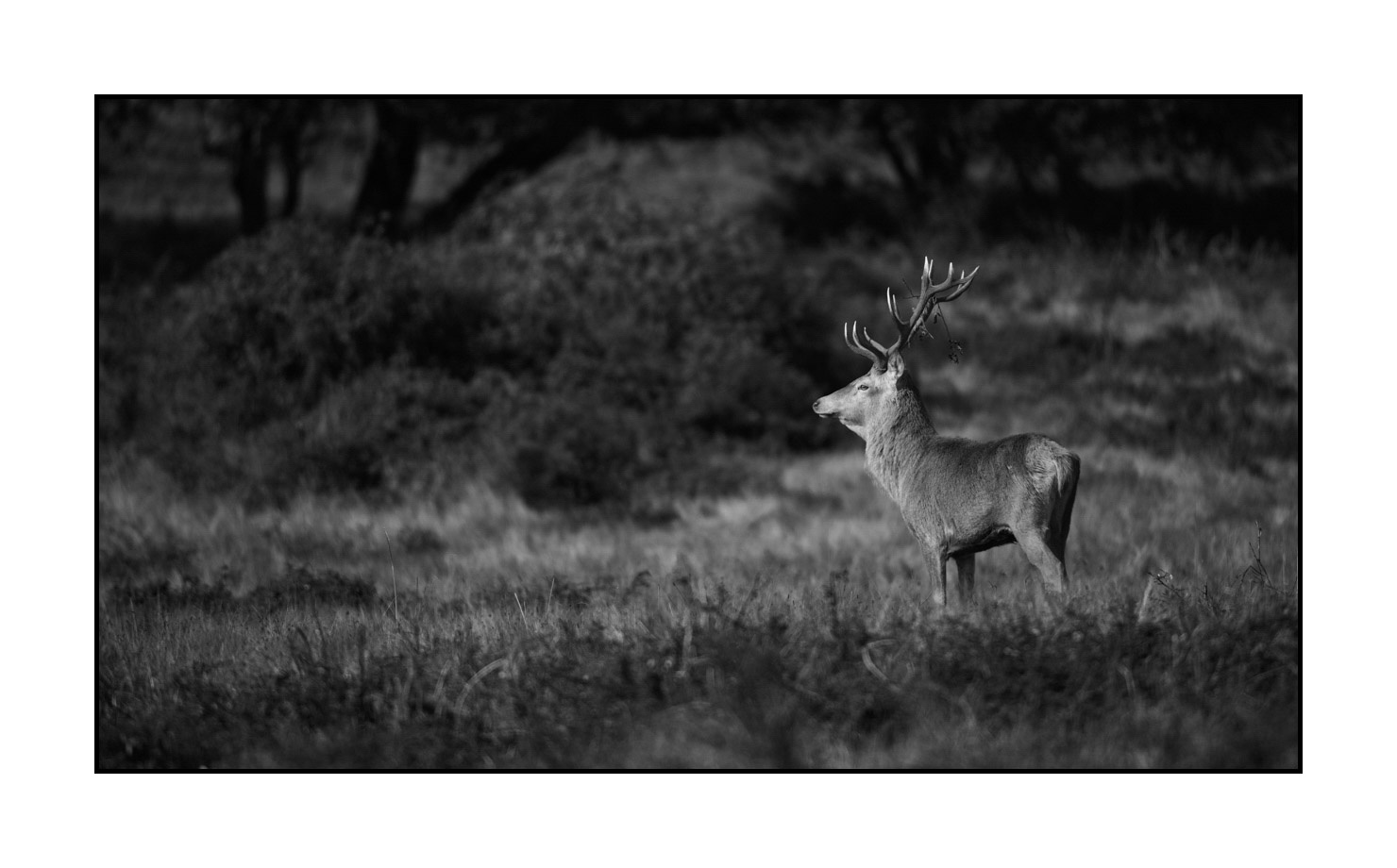 nuances-de-noirs-et-de-blancs/046-regards-de-cerfs-pendant-le-brame/fr/26-regard-de-cerf-pendant-le-brame-200928CHABRA0363B
