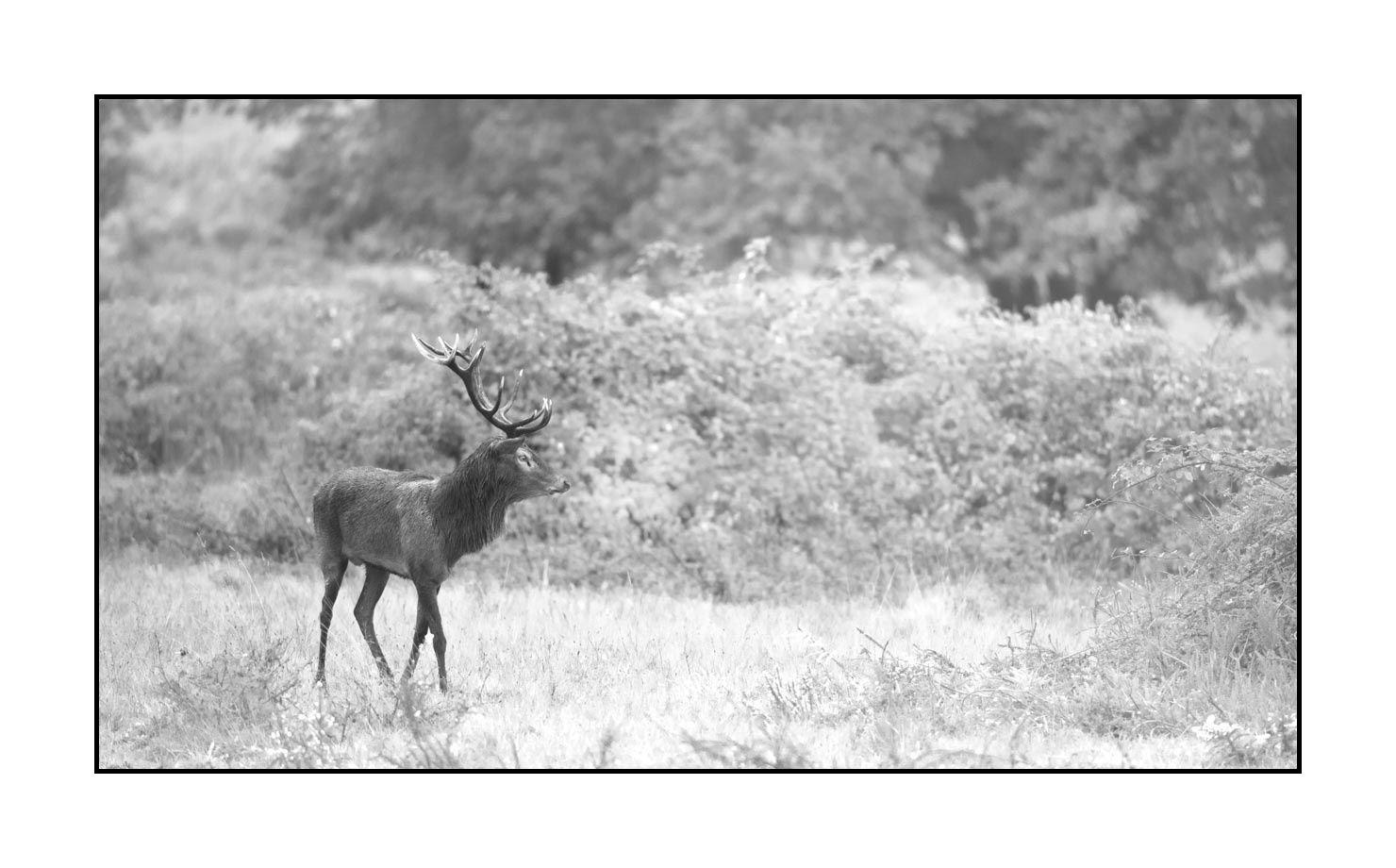 nuances-de-noirs-et-de-blancs/046-regards-de-cerfs-pendant-le-brame/fr/32-regard-de-cerf-pendant-le-brame-200928CHABRA0842B