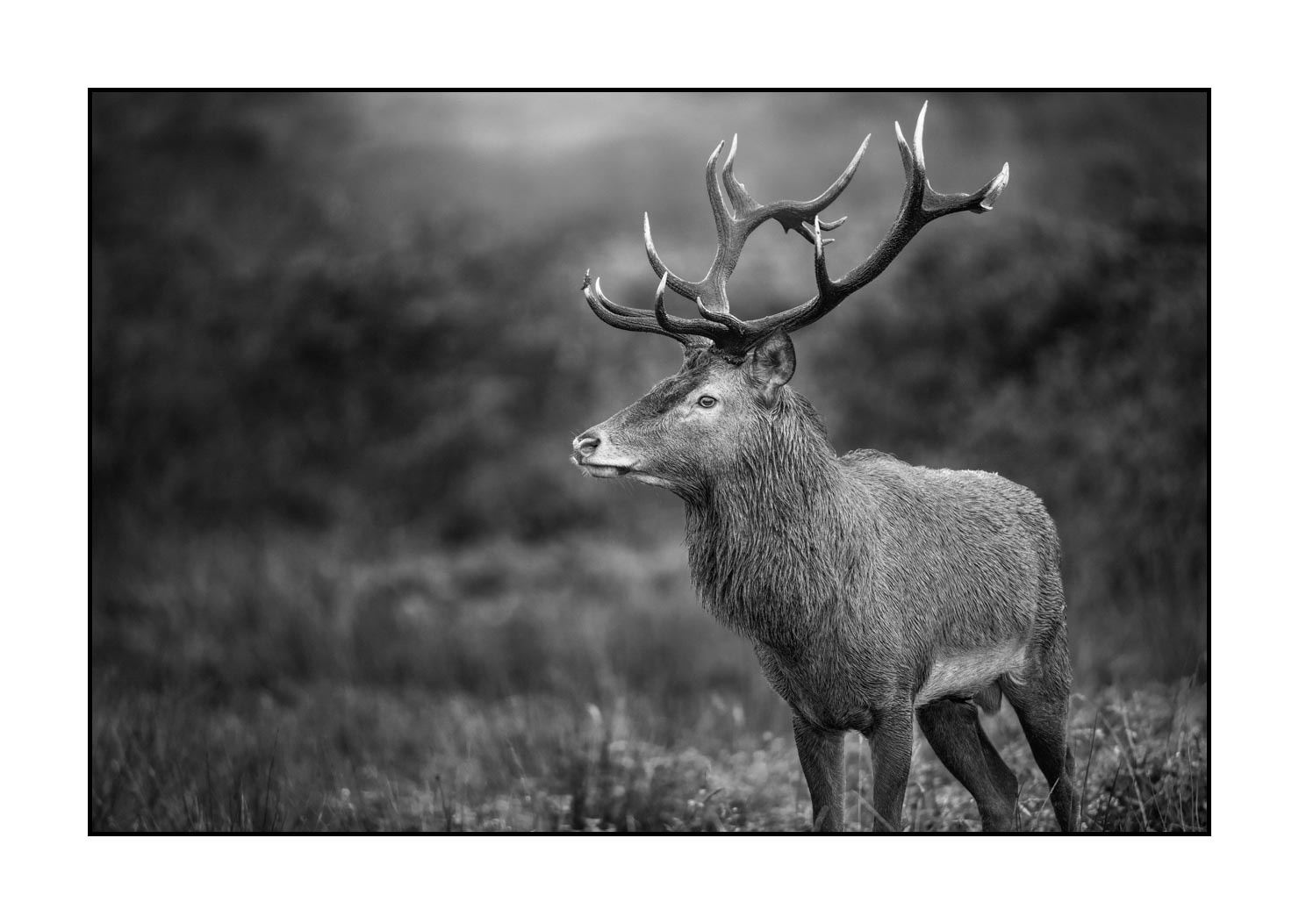 nuances-de-noirs-et-de-blancs/046-regards-de-cerfs-pendant-le-brame/fr/34-regard-de-cerf-pendant-le-brame-20210926BRACHA0009B