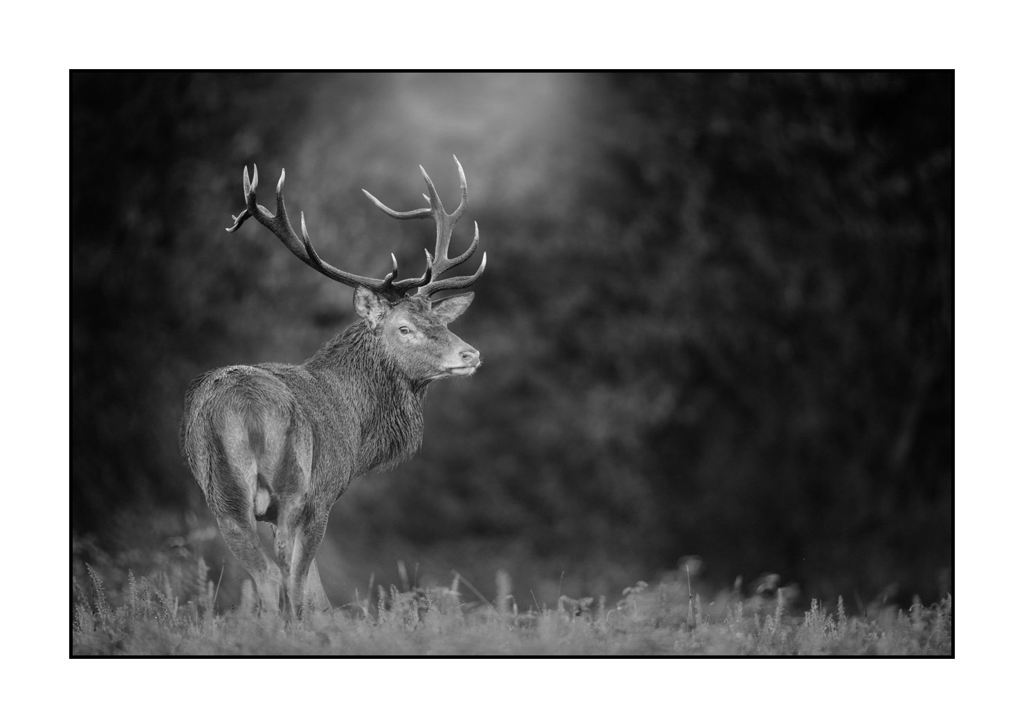 nuances-de-noirs-et-de-blancs/046-regards-de-cerfs-pendant-le-brame/fr/35-regard-de-cerf-pendant-le-brame-20210926BRACHA0012B