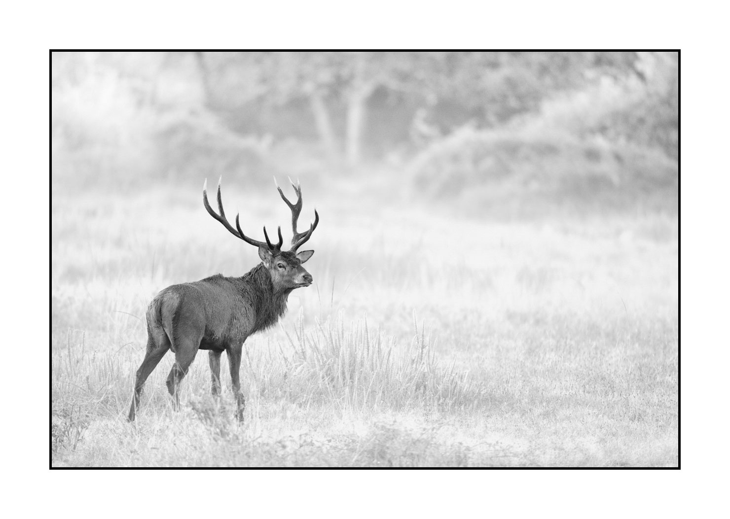 nuances-de-noirs-et-de-blancs/046-regards-de-cerfs-pendant-le-brame/fr/36-regard-de-cerf-pendant-le-brame-20210926BRACHA0289B
