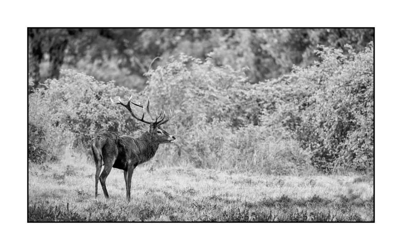 nuances-de-noirs-et-de-blancs/046-regards-de-cerfs-pendant-le-brame/fr/39-regard-de-cerf-pendant-le-brame-220926BRACHM0212B