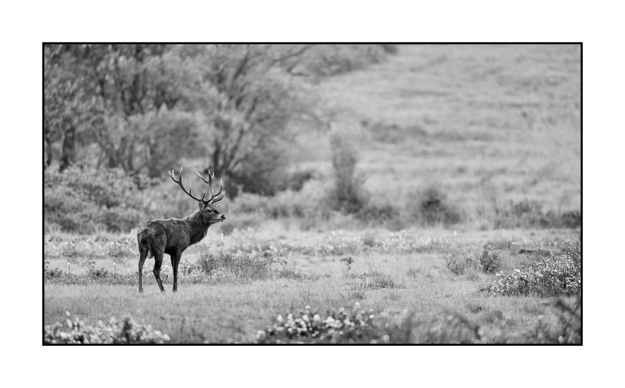 nuances-de-noirs-et-de-blancs/046-regards-de-cerfs-pendant-le-brame/fr/40-regard-de-cerf-pendant-le-brame-220926BRACHM0252B