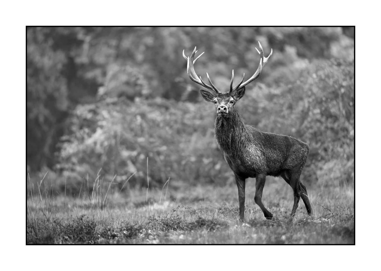 nuances-de-noirs-et-de-blancs/046-regards-de-cerfs-pendant-le-brame/fr/41-regard-de-cerf-pendant-le-brame-220926BRACHM0276B