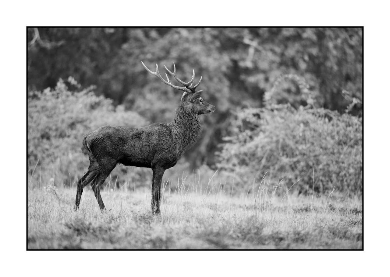 nuances-de-noirs-et-de-blancs/046-regards-de-cerfs-pendant-le-brame/fr/43-regard-de-cerf-pendant-le-brame-220926BRACHM0314B