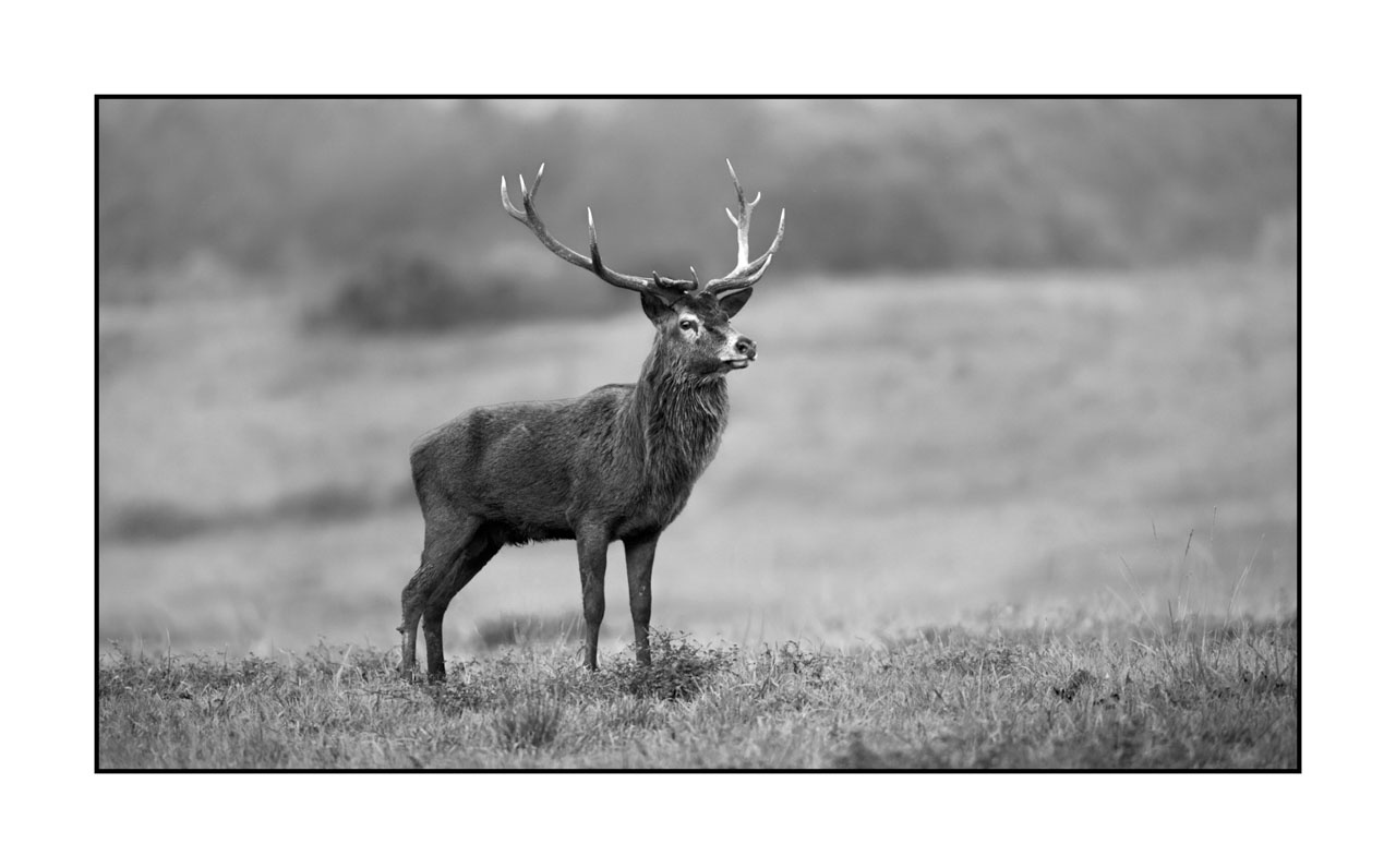 nuances-de-noirs-et-de-blancs/046-regards-de-cerfs-pendant-le-brame/fr/44-regard-de-cerf-pendant-le-brame-220926BRACHM0407B