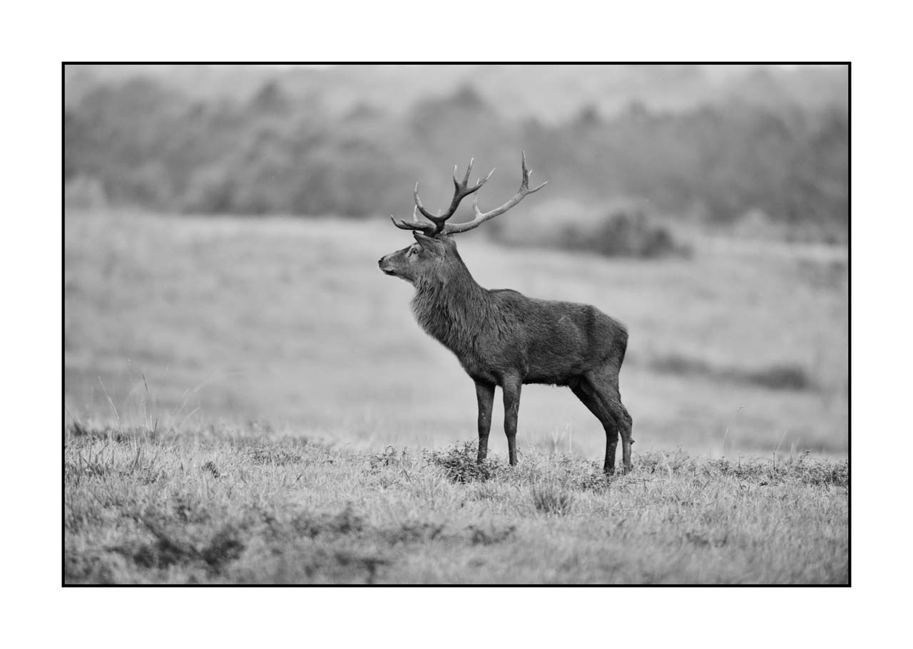 nuances-de-noirs-et-de-blancs/046-regards-de-cerfs-pendant-le-brame/fr/45-regard-de-cerf-pendant-le-brame-220926BRACHM0408B