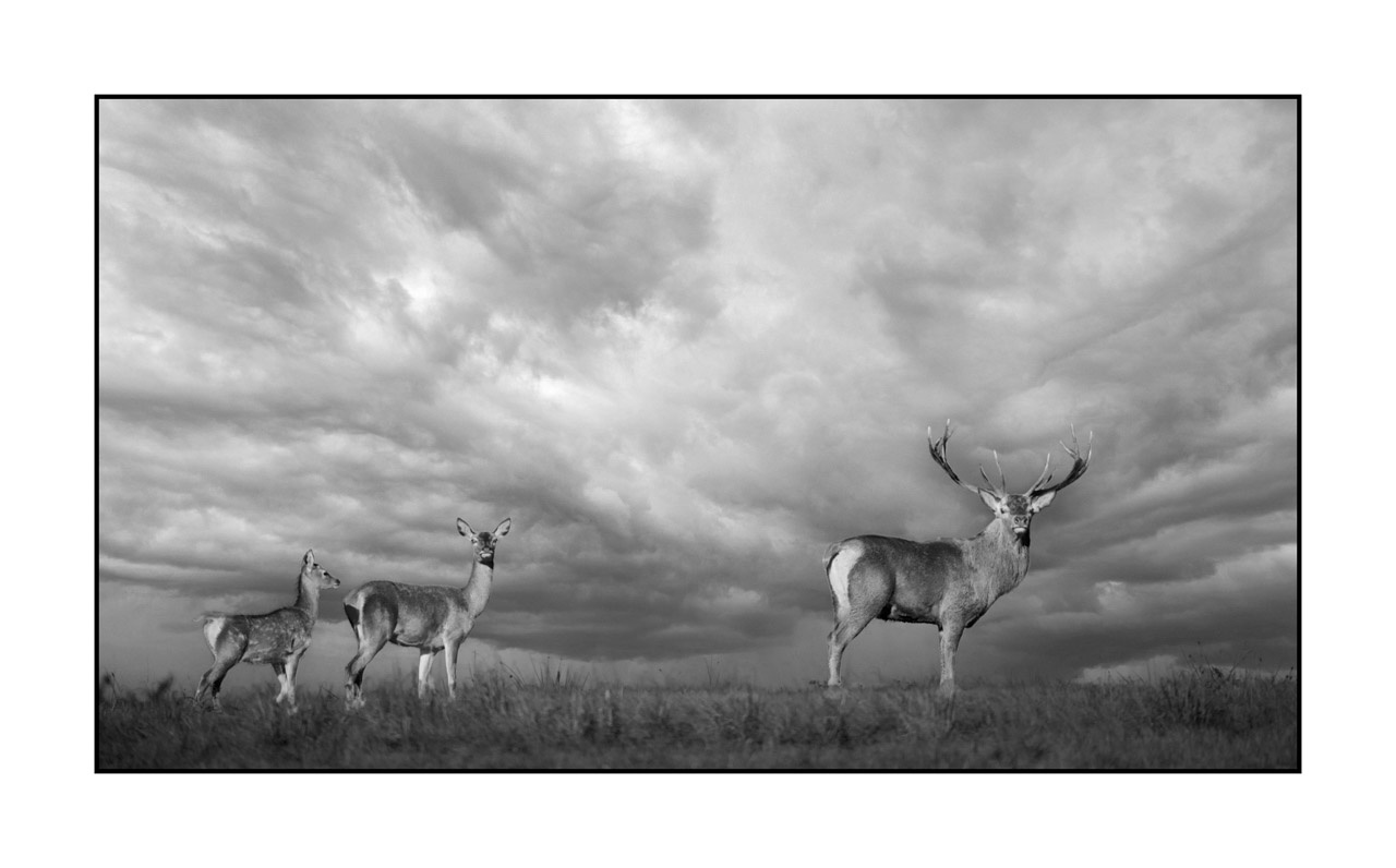 nuances-de-noirs-et-de-blancs/046-regards-de-cerfs-pendant-le-brame/fr/47-regard-de-cerf-pendant-le-brame-220925BRACHM0103B
