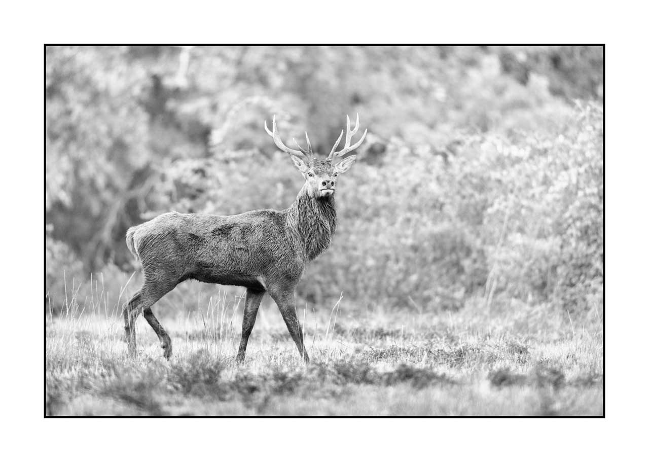 nuances-de-noirs-et-de-blancs/046-regards-de-cerfs-pendant-le-brame/fr/48-regard-de-cerf-pendant-le-brame-220926BRACHM0315B
