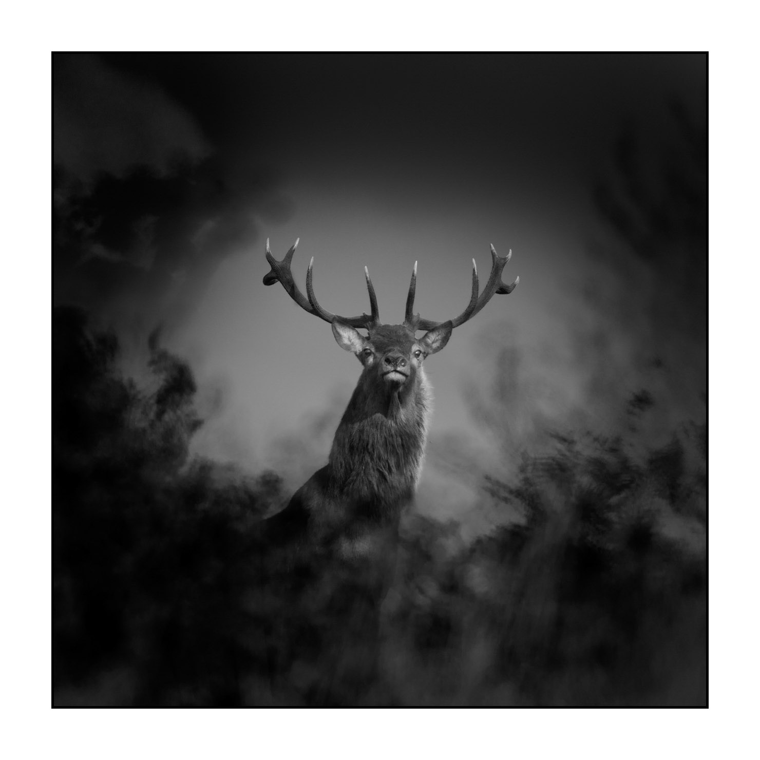 nuances-de-noirs-et-de-blancs/047-cache-cache-avec-les-cerfs-pendant-le-brame/fr/01-cerf-elaphe-noir-et-blanc-le-brame-190920CHMBRA0362B