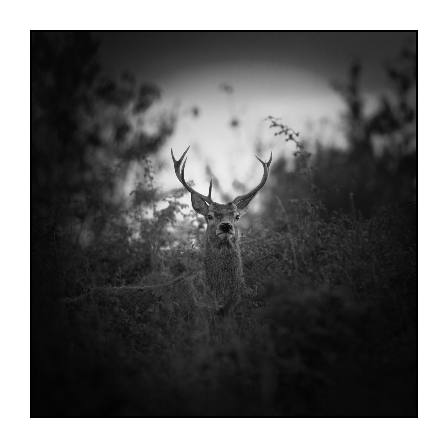 nuances-de-noirs-et-de-blancs/047-cache-cache-avec-les-cerfs-pendant-le-brame/fr/02-cerf-elaphe-noir-et-blanc-le-brame-190920CHMBRA0327B