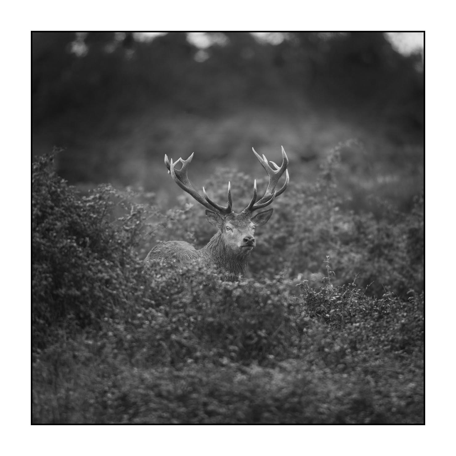 nuances-de-noirs-et-de-blancs/047-cache-cache-avec-les-cerfs-pendant-le-brame/fr/03-cerf-elaphe-noir-et-blanc-le-brame-190920CHMBRA0234B