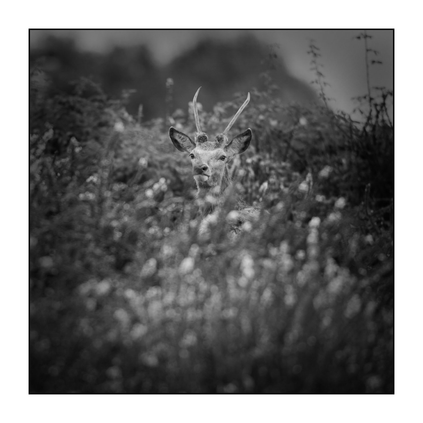 nuances-de-noirs-et-de-blancs/047-cache-cache-avec-les-cerfs-pendant-le-brame/fr/04-cerf-elaphe-noir-et-blanc-le-brame-190920CHMBRA0185B