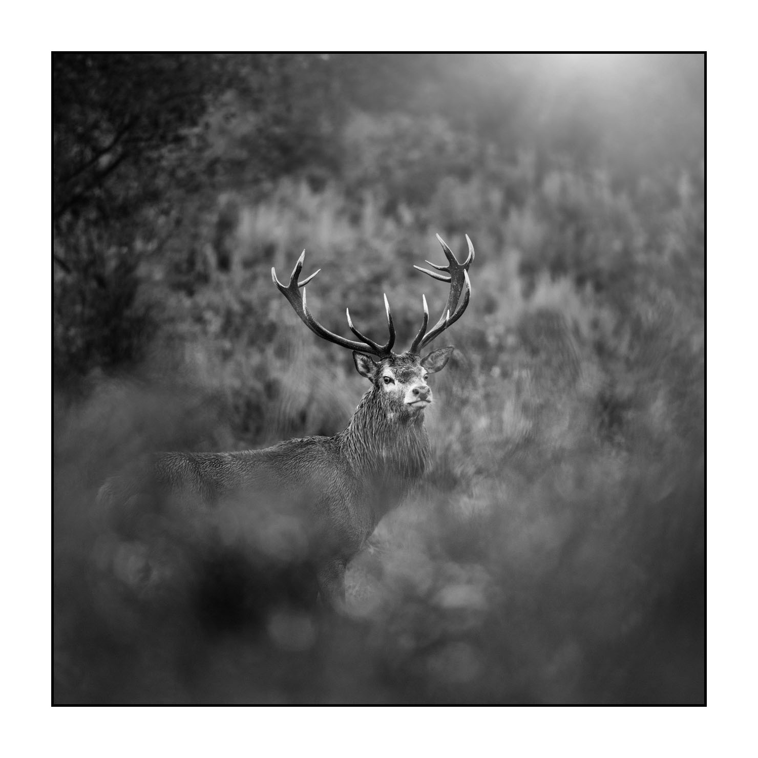 nuances-de-noirs-et-de-blancs/047-cache-cache-avec-les-cerfs-pendant-le-brame/fr/05-cerf-elaphe-noir-et-blanc-le-brame-200928CHABRA0481B