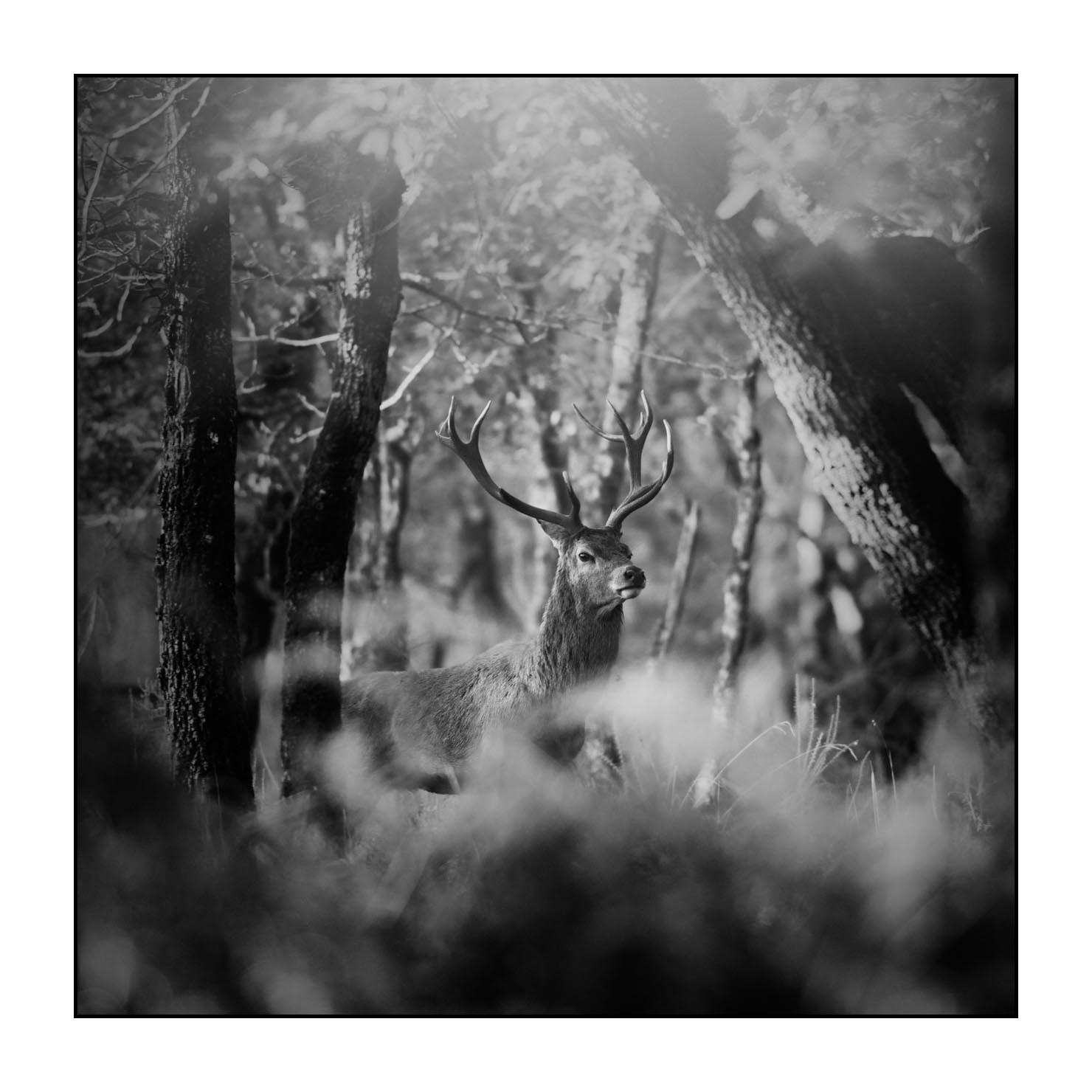 nuances-de-noirs-et-de-blancs/047-cache-cache-avec-les-cerfs-pendant-le-brame/fr/06-cerf-elaphe-noir-et-blanc-le-brame-200928CHABRA1071B