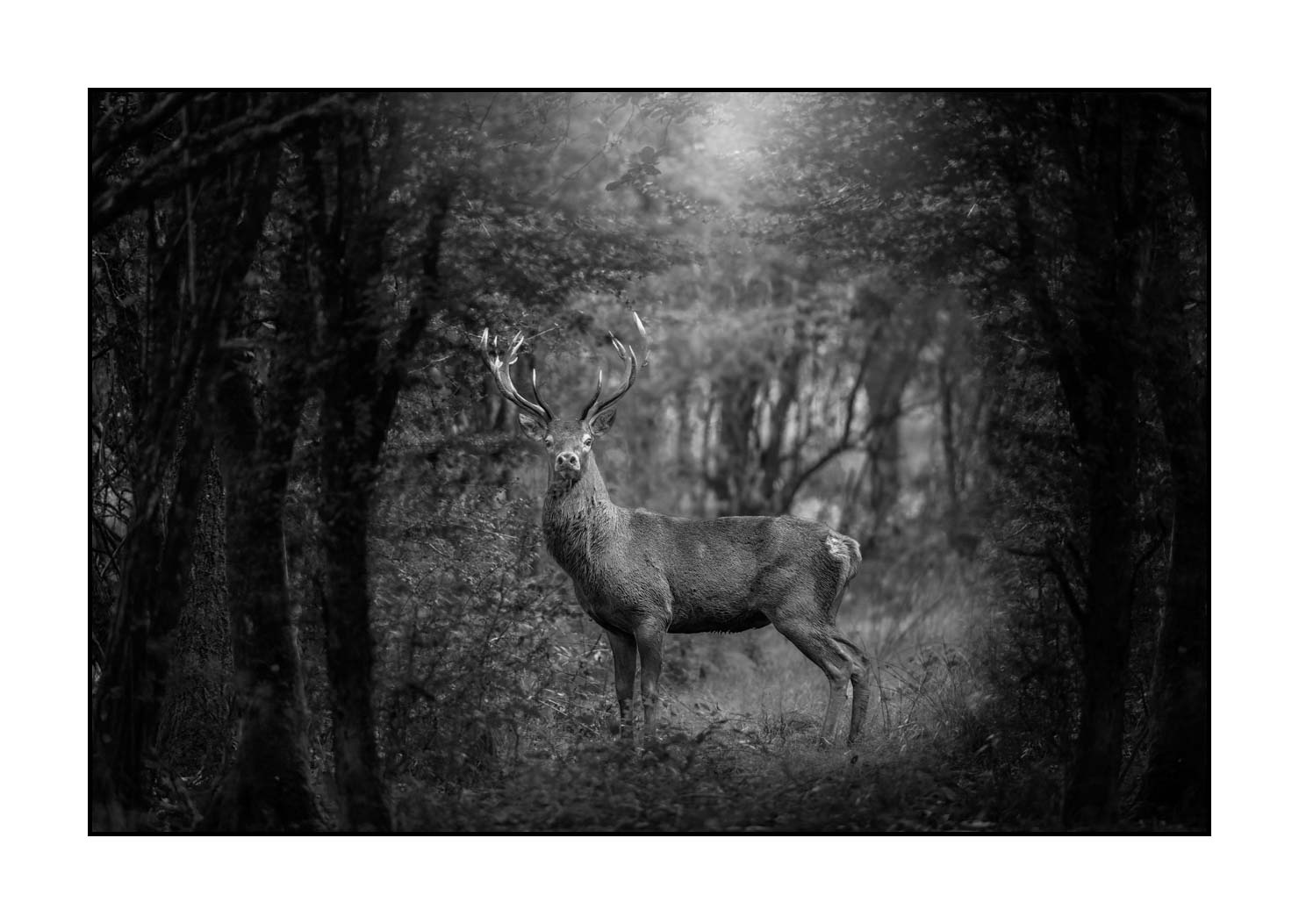 nuances-de-noirs-et-de-blancs/047-cache-cache-avec-les-cerfs-pendant-le-brame/fr/07-cerf-elaphe-noir-et-blanc-20210926BRACHA0405B