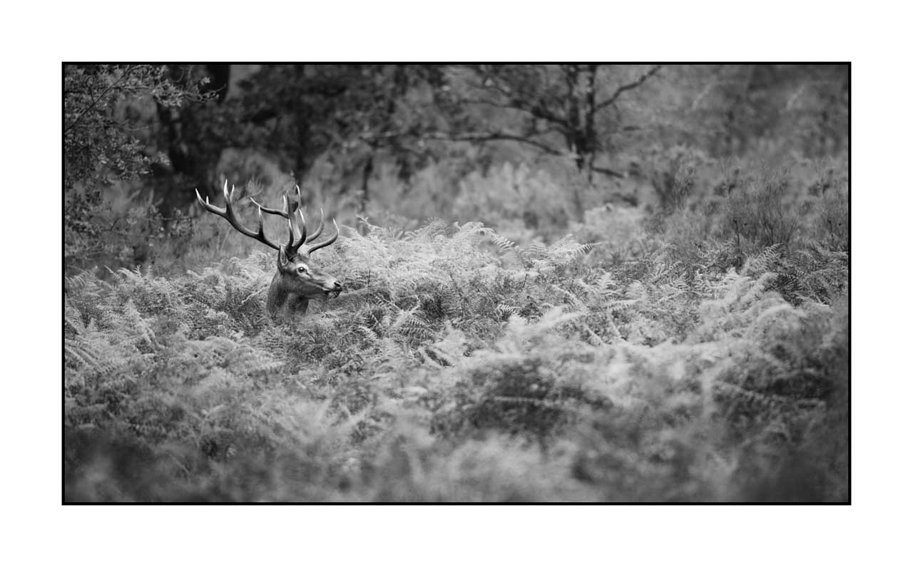 nuances-de-noirs-et-de-blancs/047-cache-cache-avec-les-cerfs-pendant-le-brame/fr/08-cerf-elaphe-noir-et-blanc-le-brame-220925BRACHM0069B