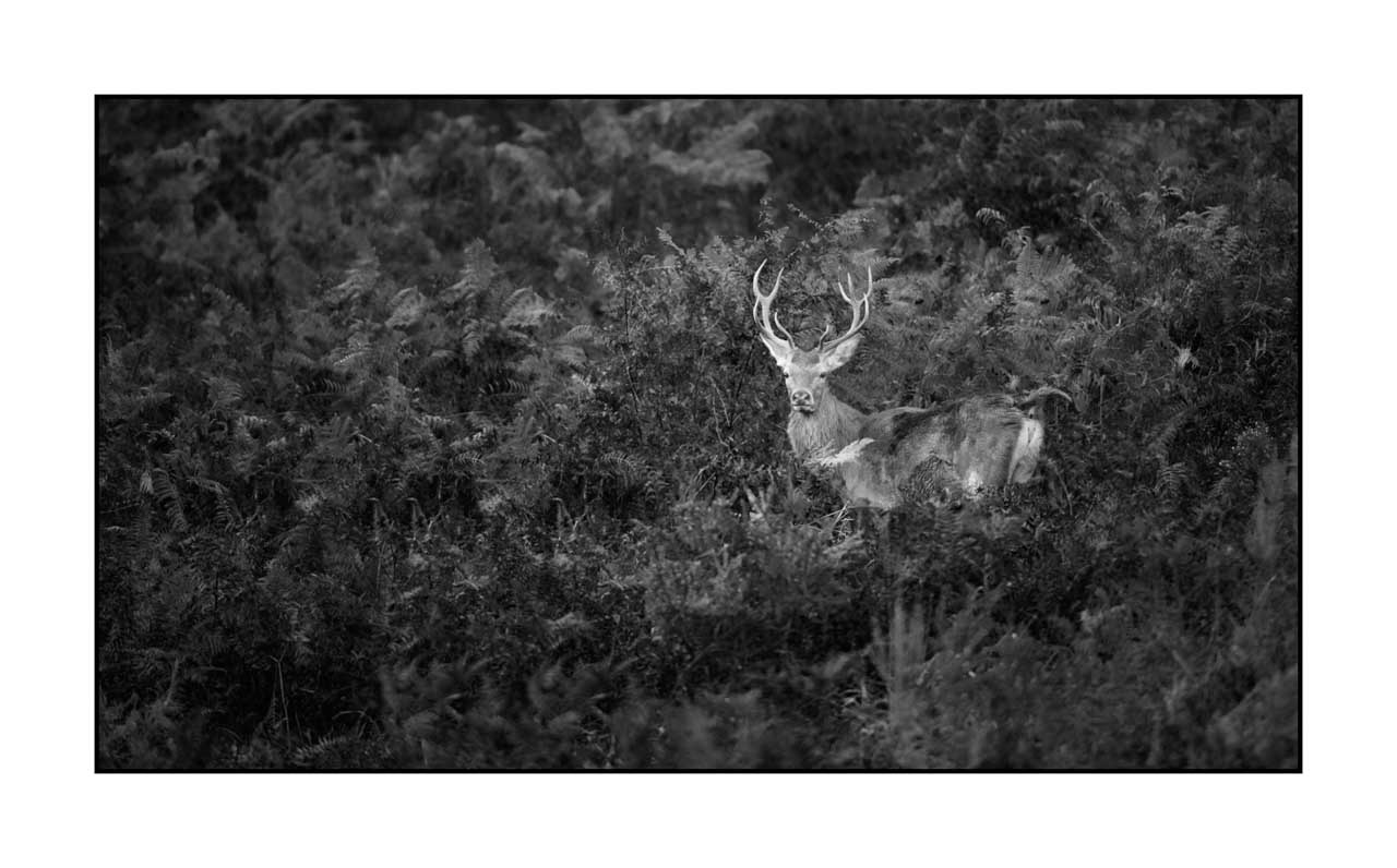 nuances-de-noirs-et-de-blancs/047-cache-cache-avec-les-cerfs-pendant-le-brame/fr/09-cerf-elaphe-noir-et-blanc-le-brame-220926BRACHM0392B