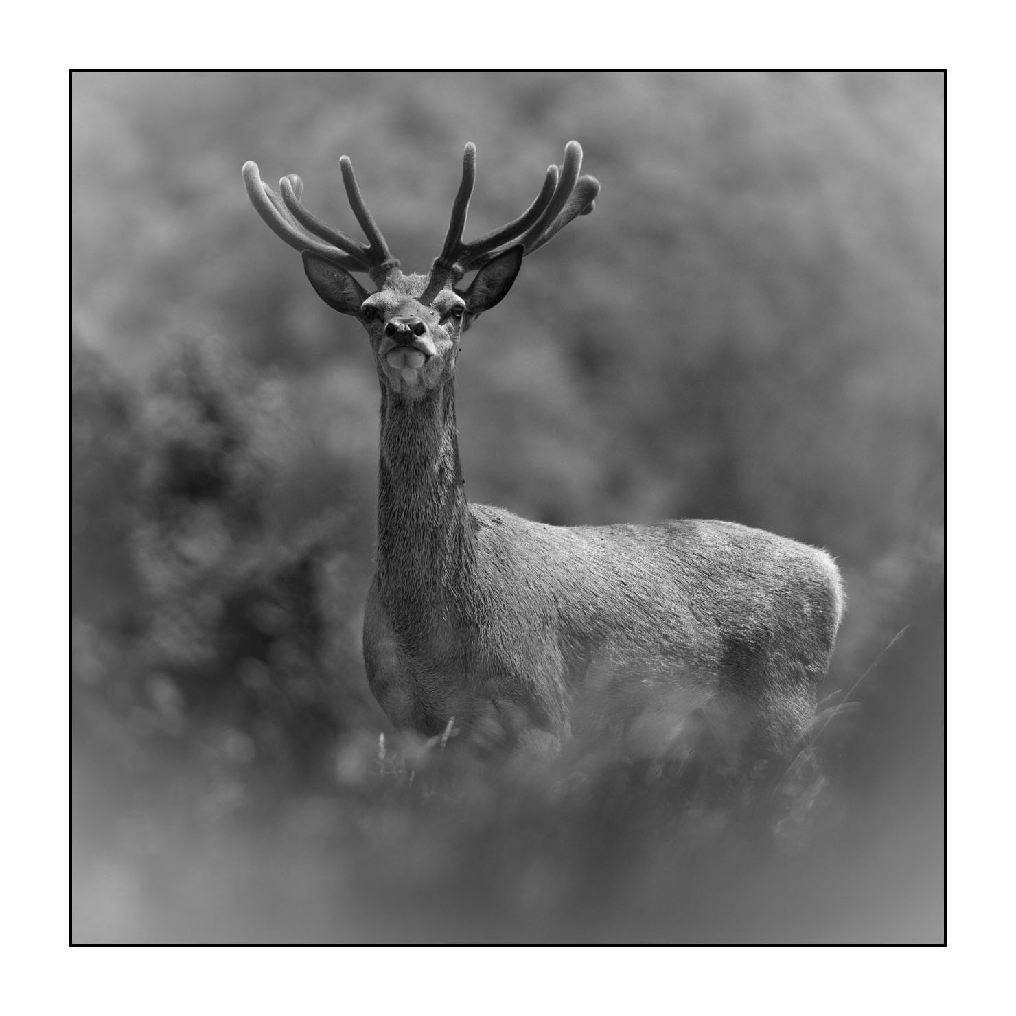 nuances-de-noirs-et-de-blancs/049-cerfs-en-bois-de-velours/fr/01-cerf-en-bois-de-velours-noir-et-blanc-140610CMAMAM0083B